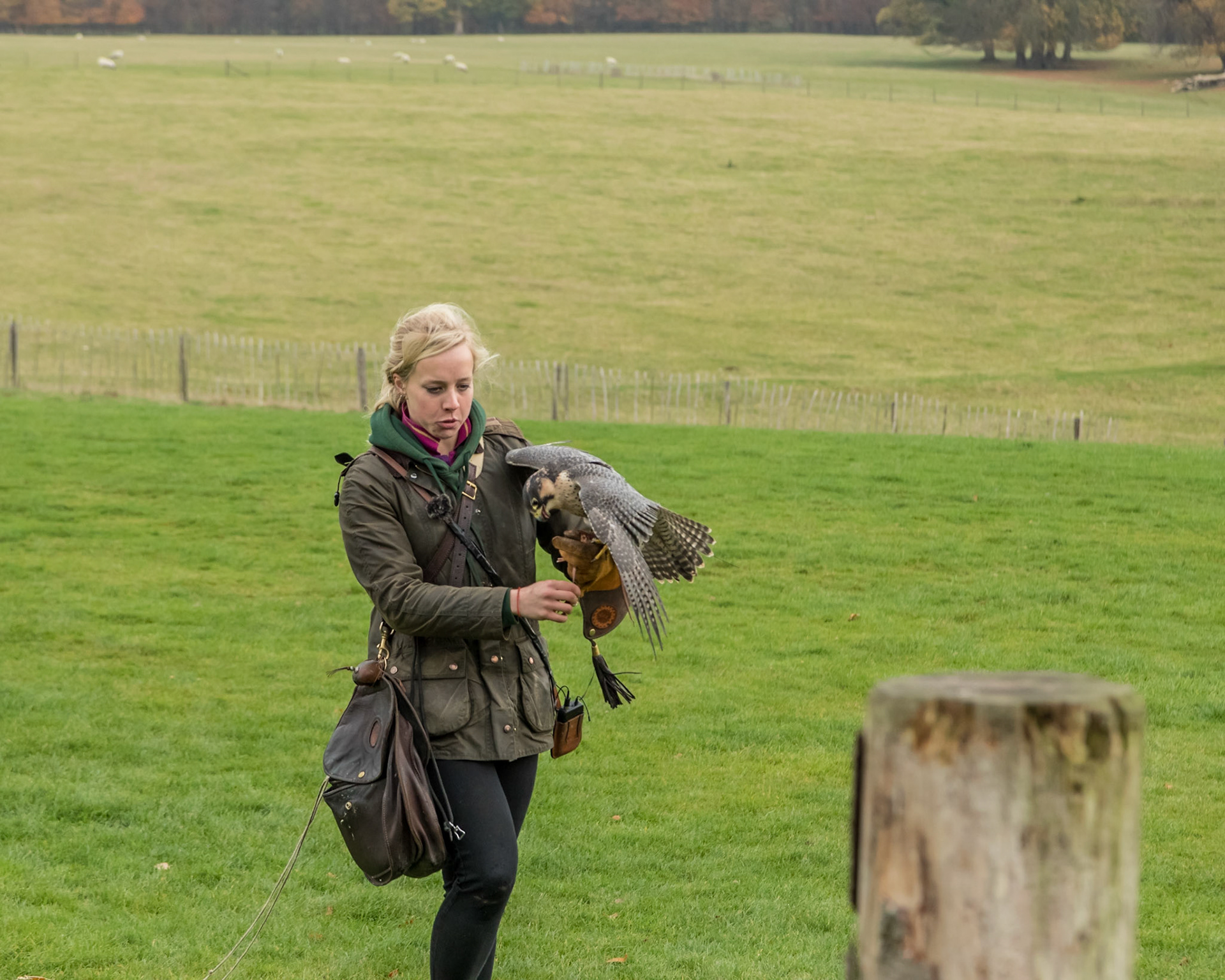 Stoberos ? &amp; Peregrine