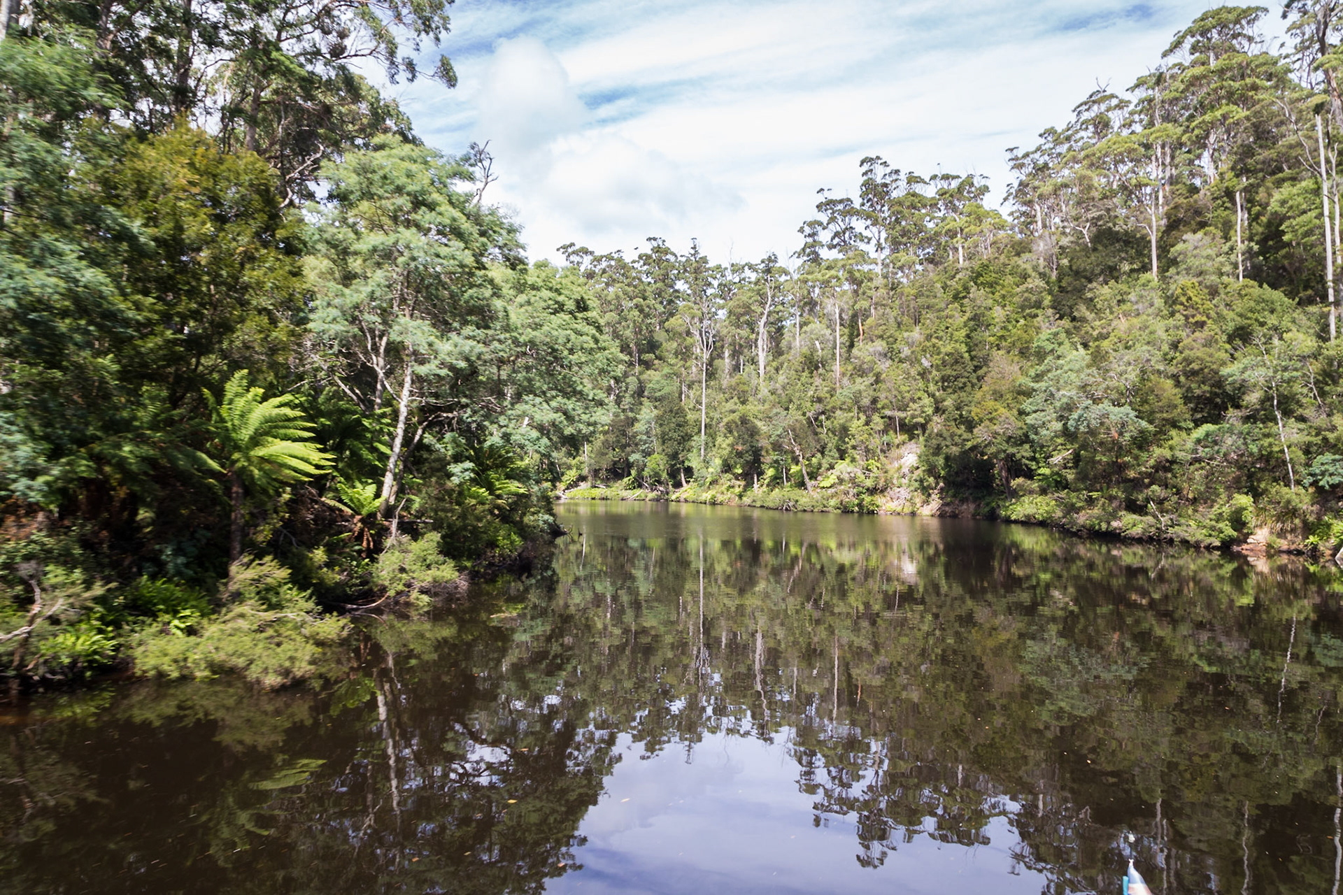 Reflections of the Tarkine Forest on the Arthur River