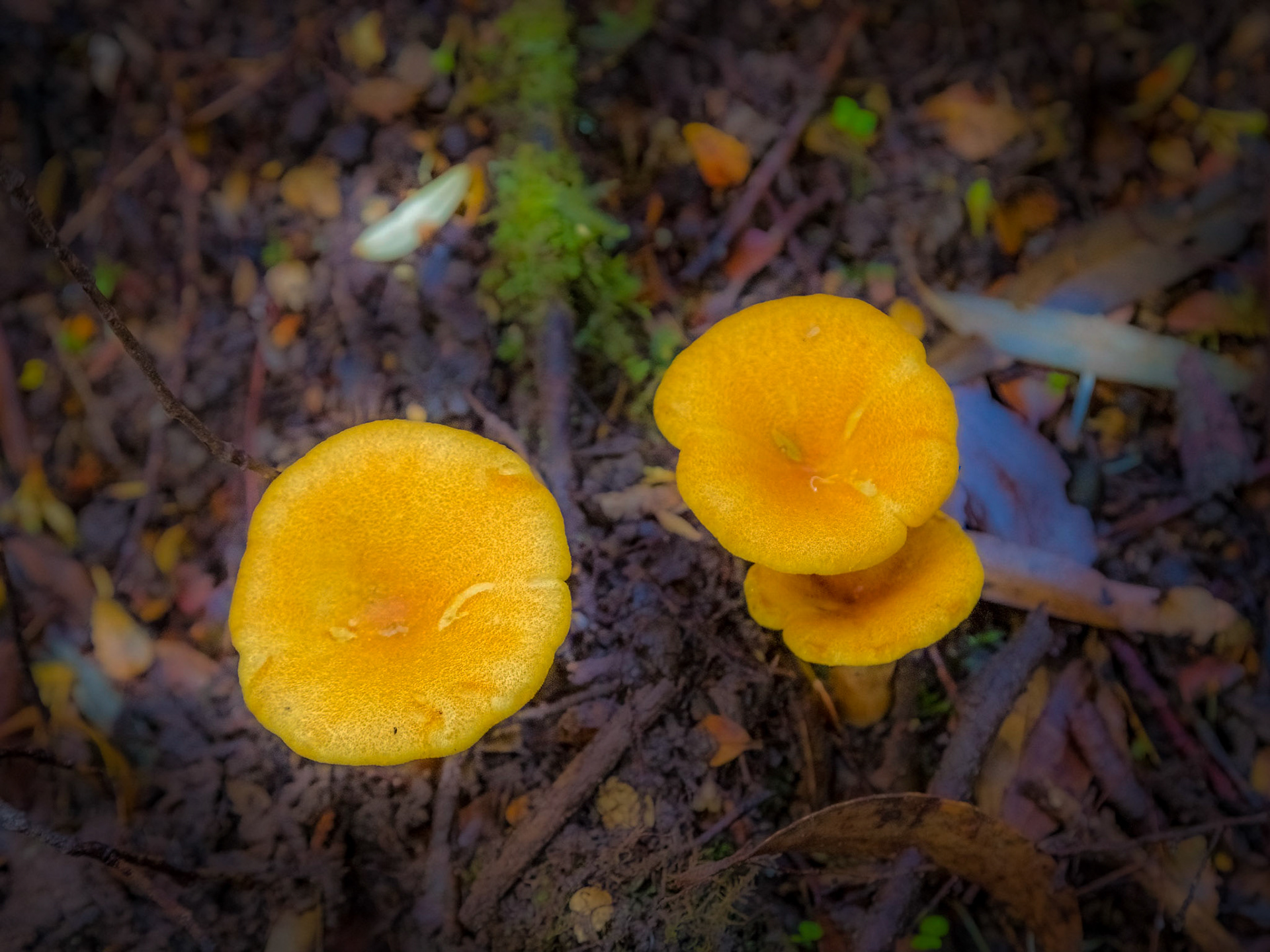 Fungus blooms amongst the decay of the forest floor