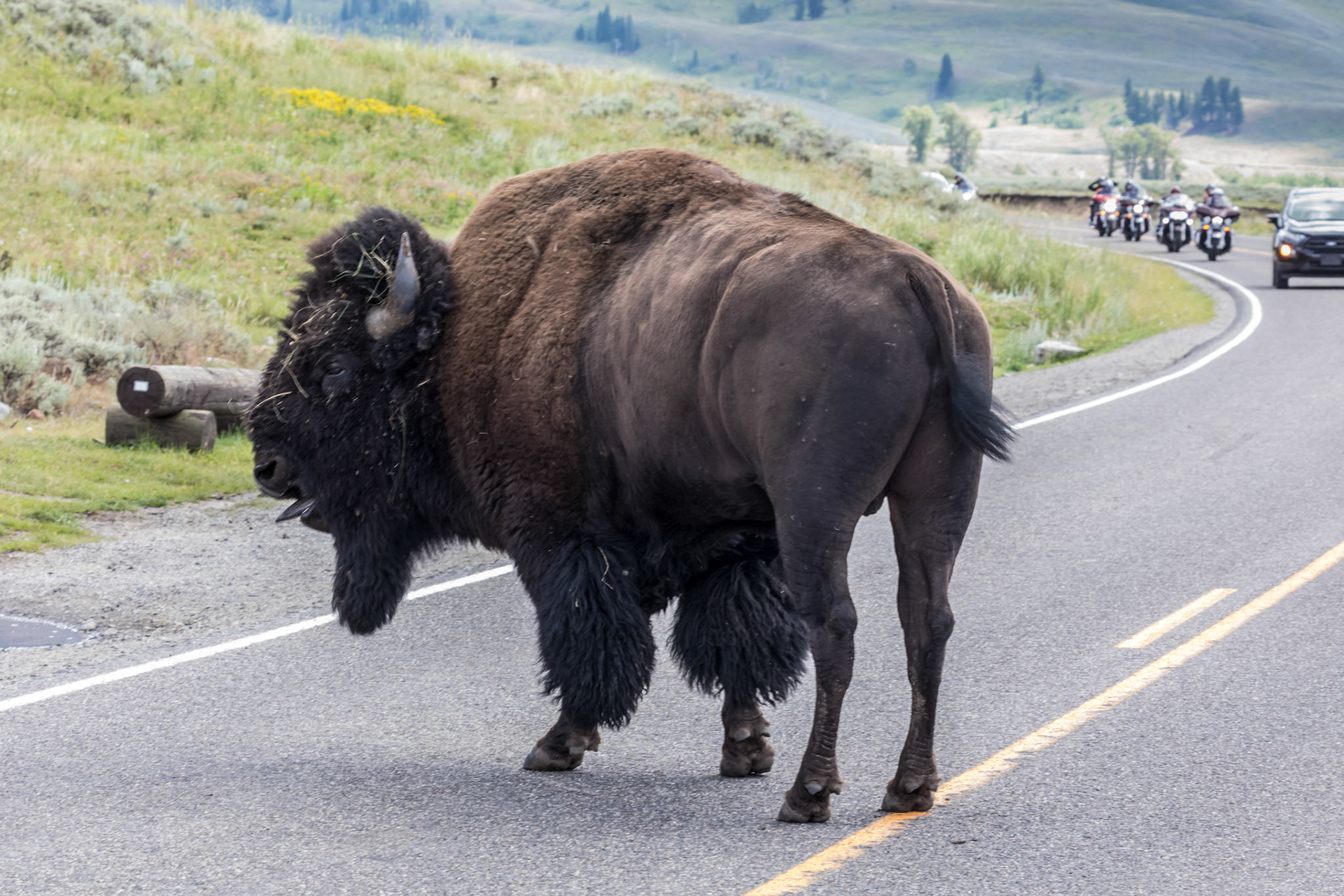 Another bull runs up from the river and across the road to challenge the male with the female