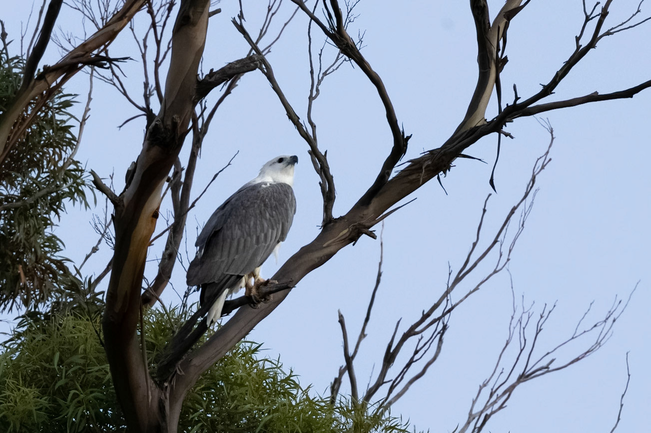 White-bellied sea eagle: Sunrise cruise around Lourah Island.