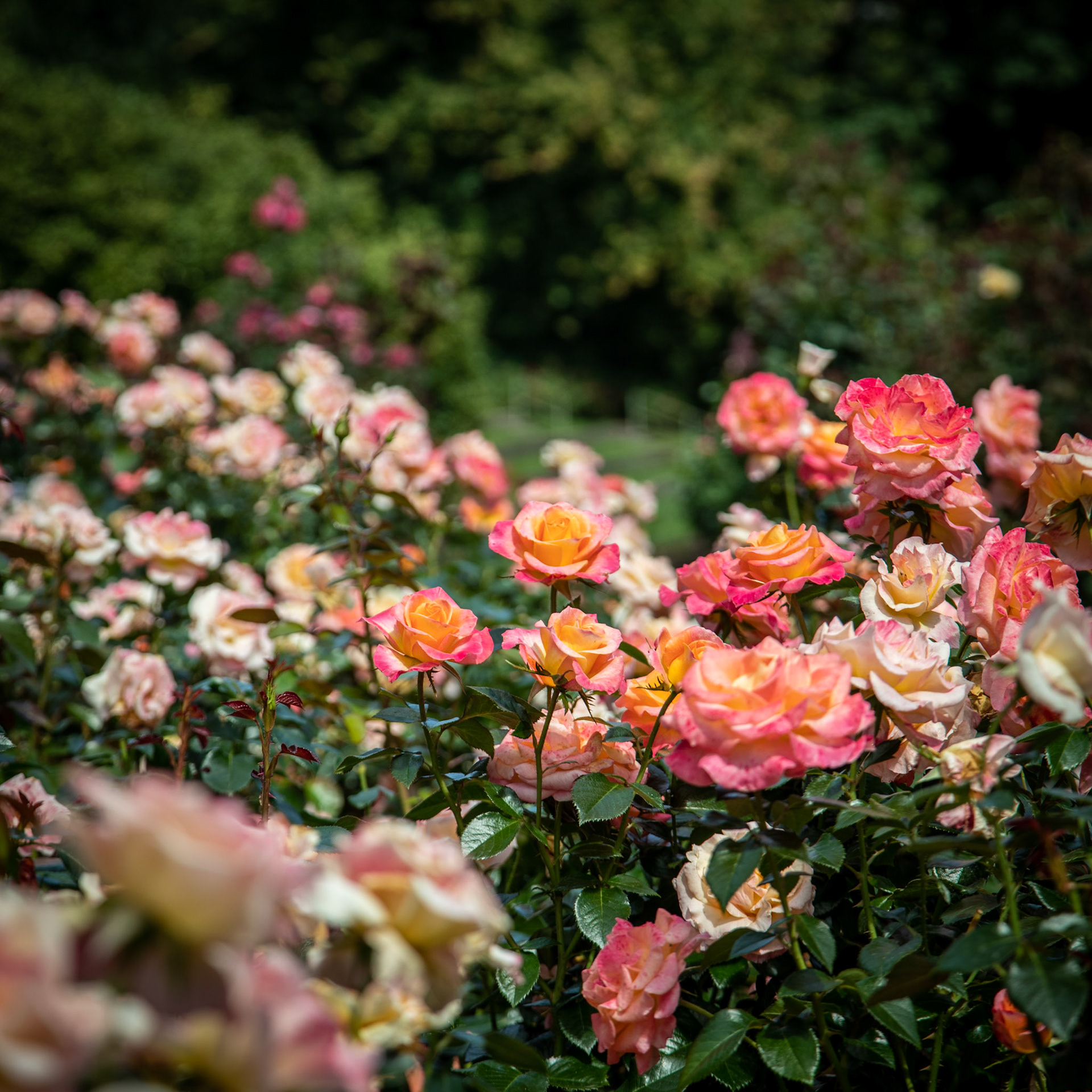 International Rose Test Garden. Over 10,000 rose bushes.