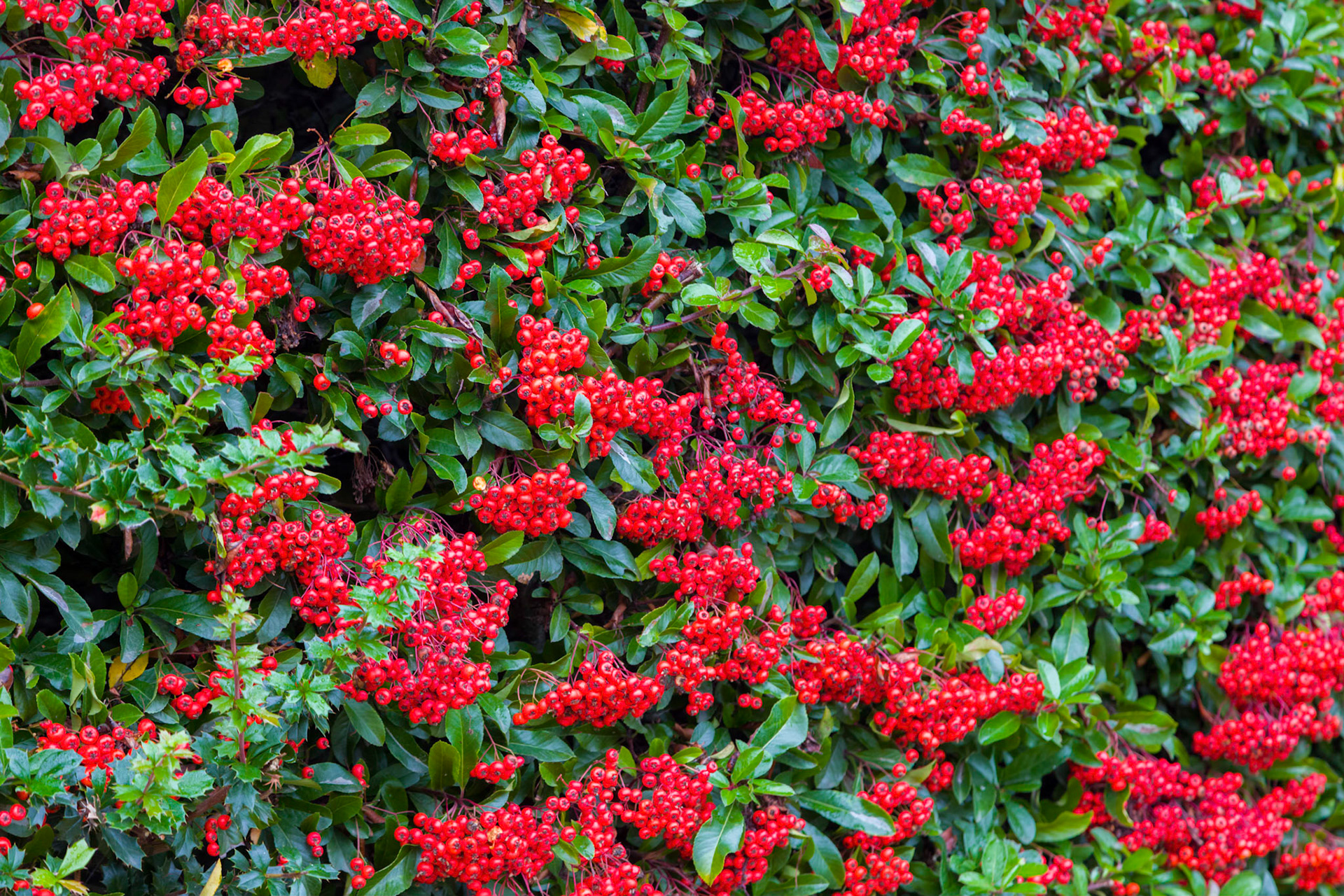 In the castle garden, Alnwick Castle.