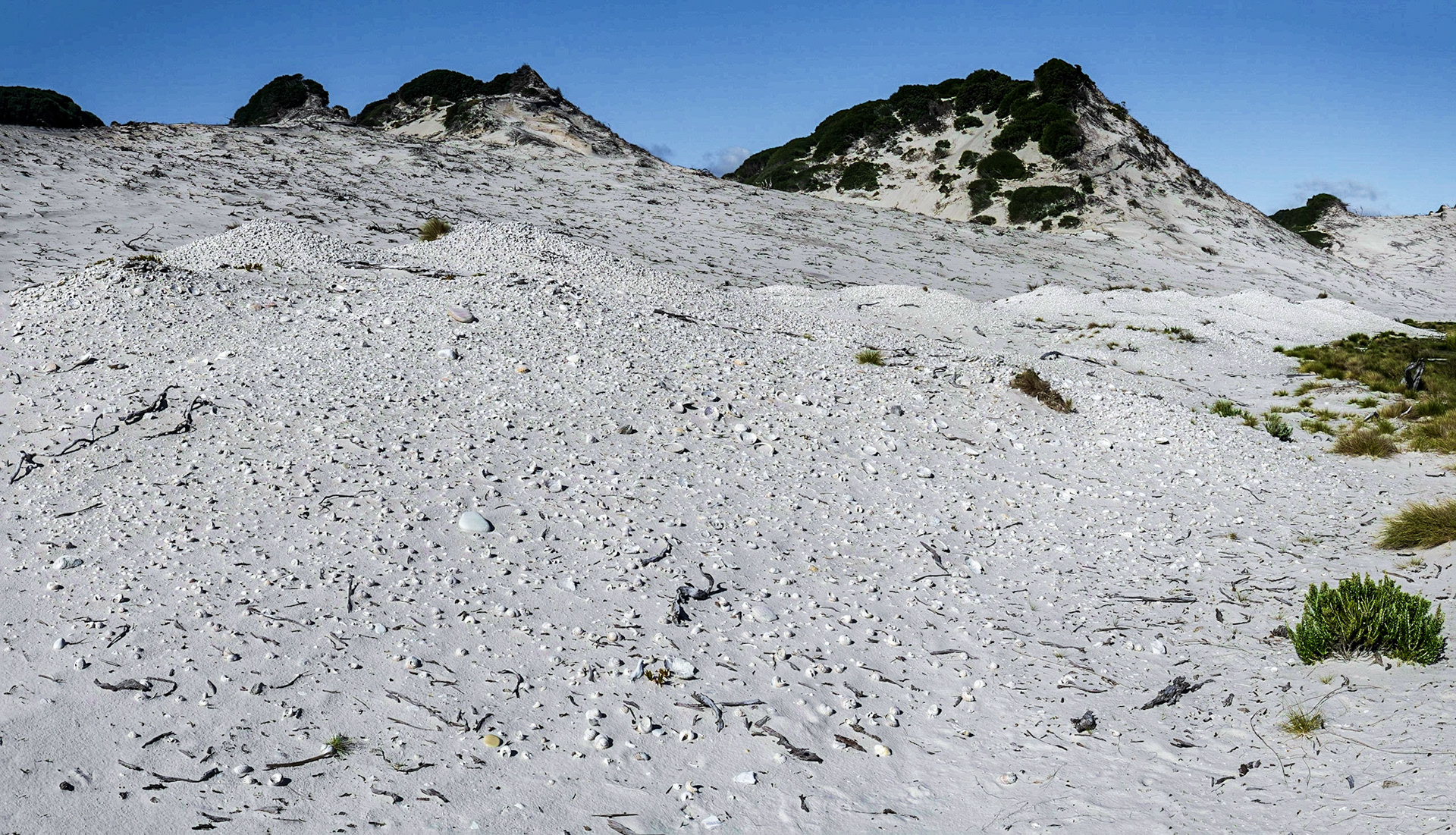 Evidence of long human habitation, vast stretch of middens on the beach at Stephens Bay.