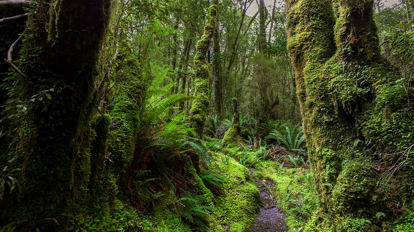 Tutoko Valley River Hike