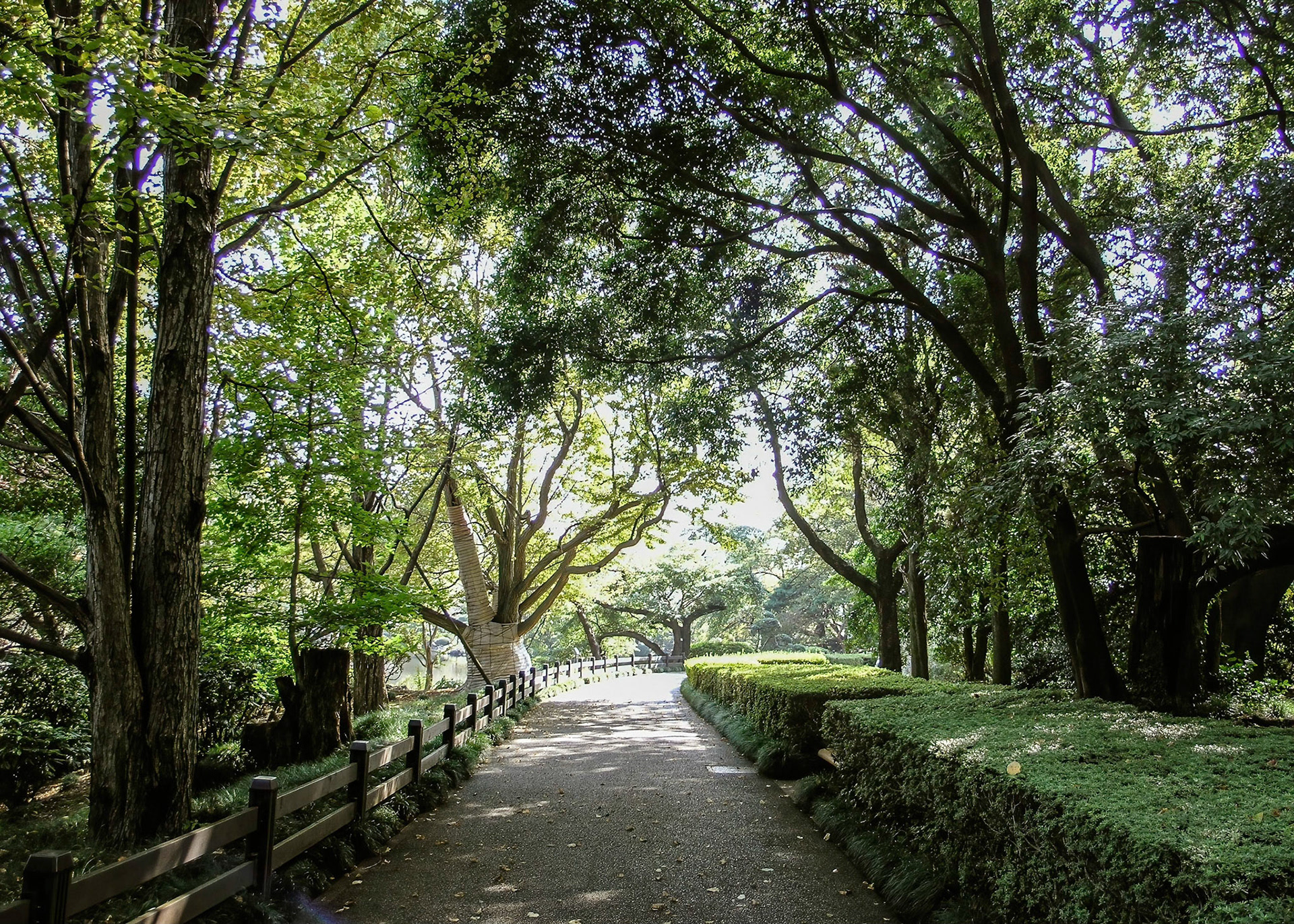 Shinjuku Gyoen National Garden