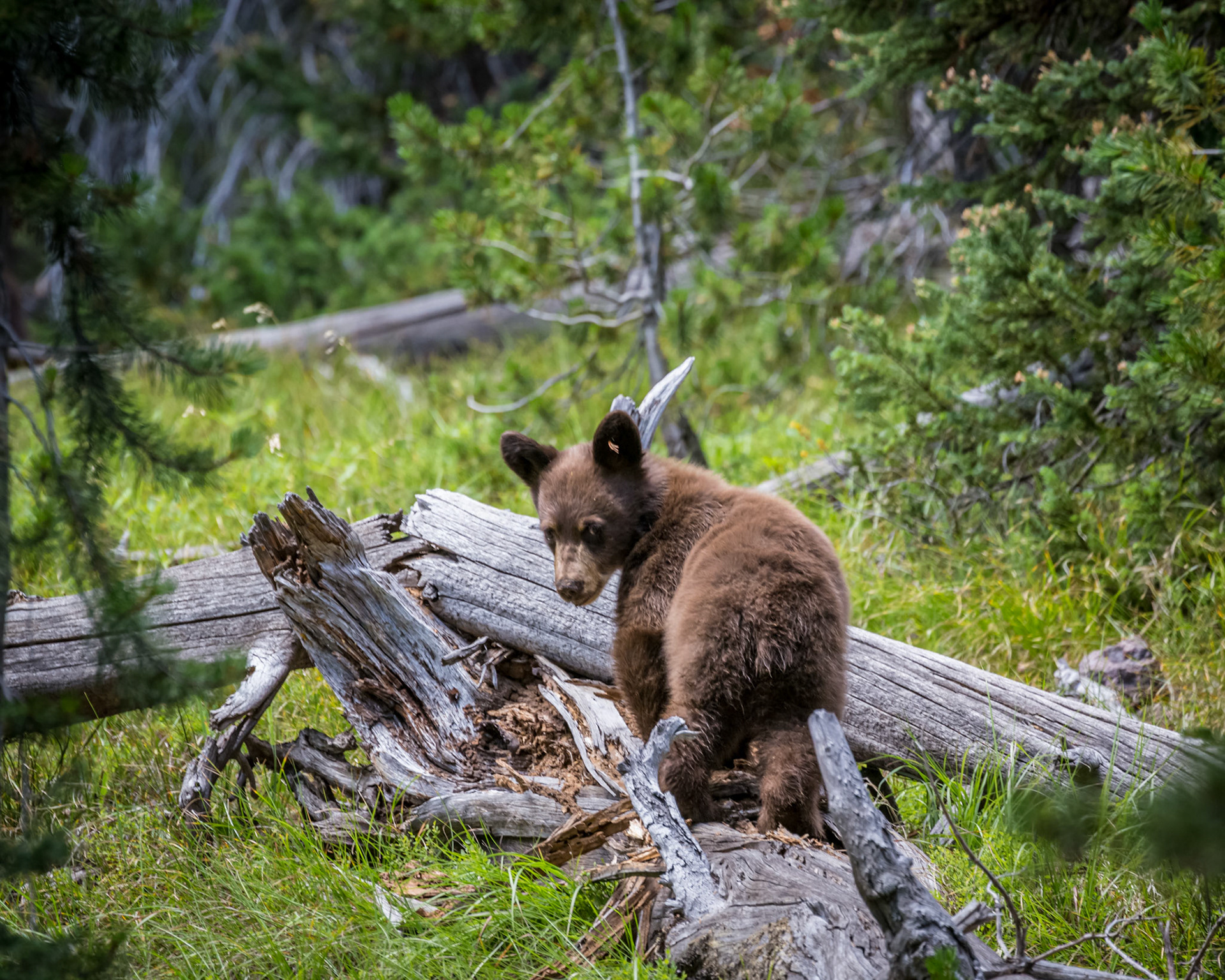Brown Bear Cub