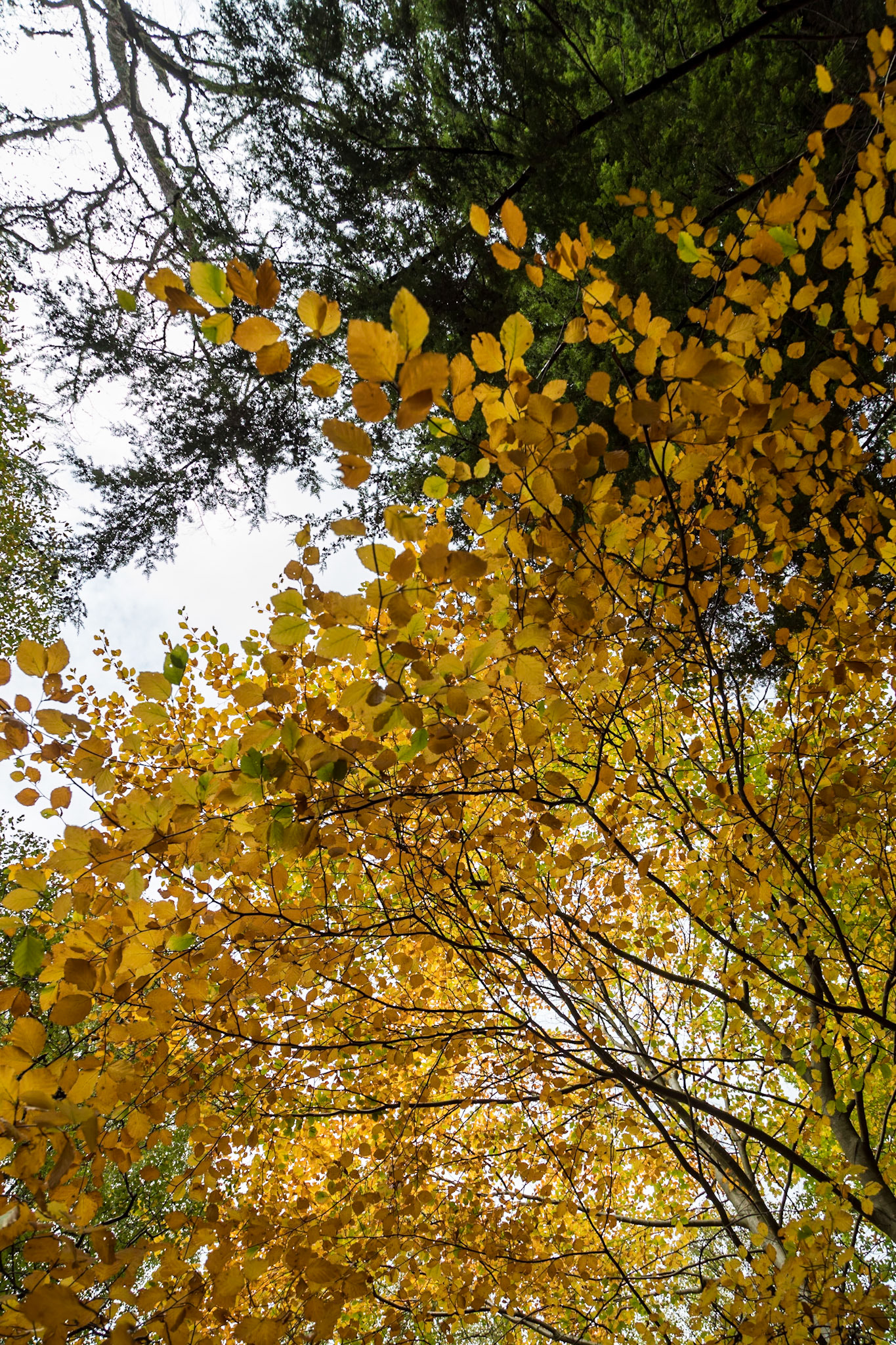 In a forest near to Fochabers village, Moray.