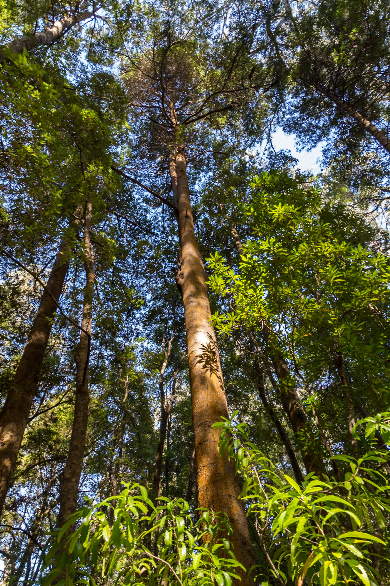 Celery Top Pine (Phyllocladus aspleniifolius)