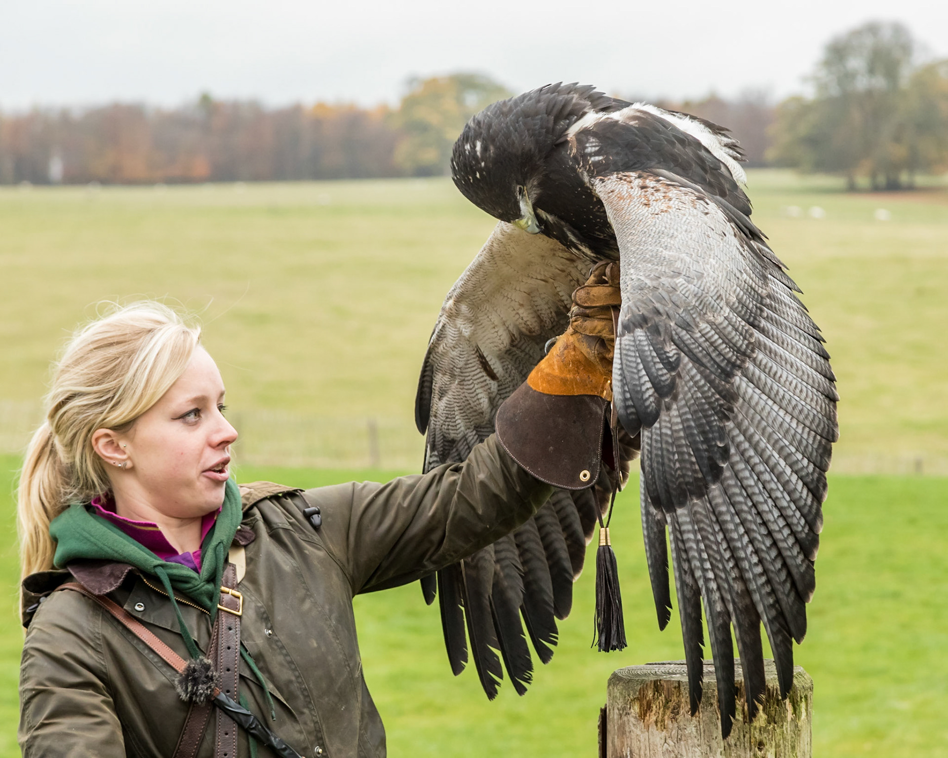 African Buzzard Eagle