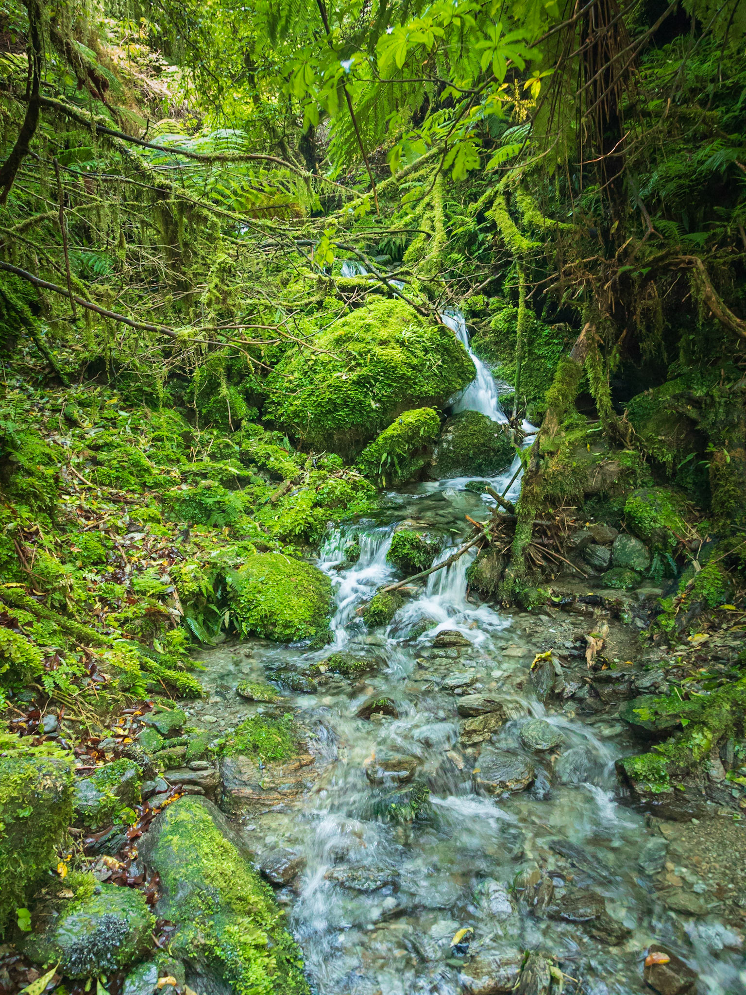 A mountain brook flowing to the Callery River 