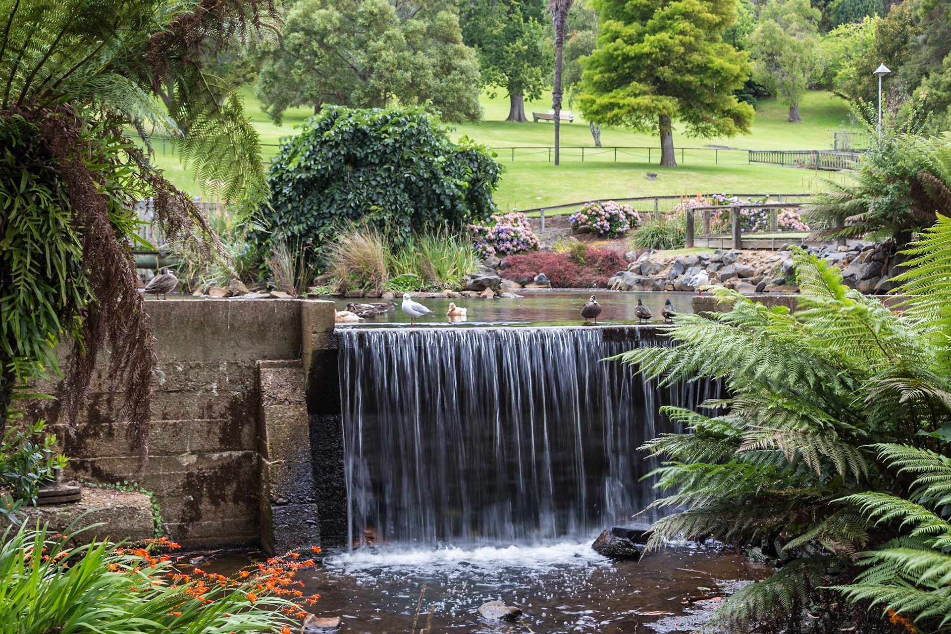 Burnie Park Duck Pond