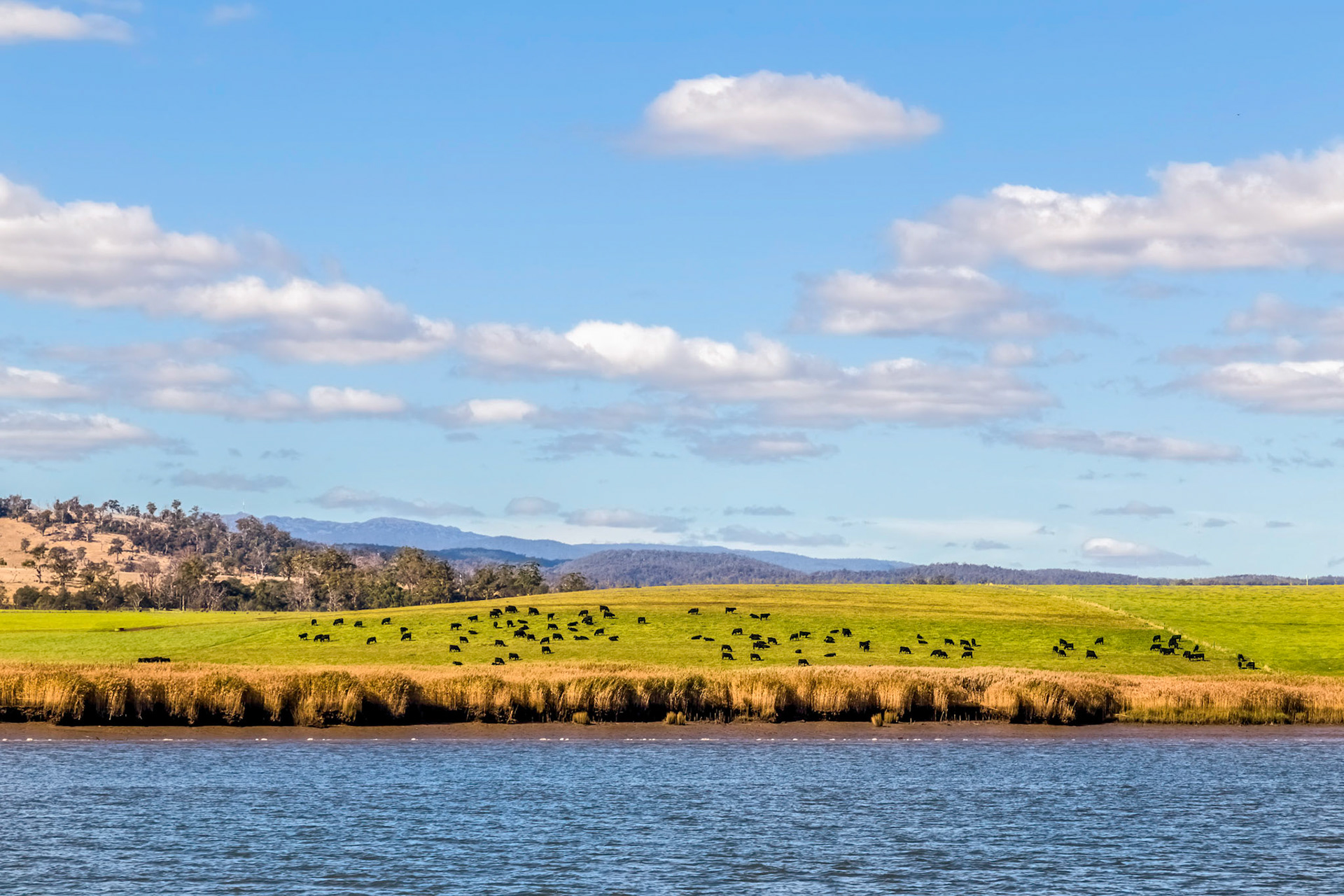 'Tamar Odyssey' river cruise