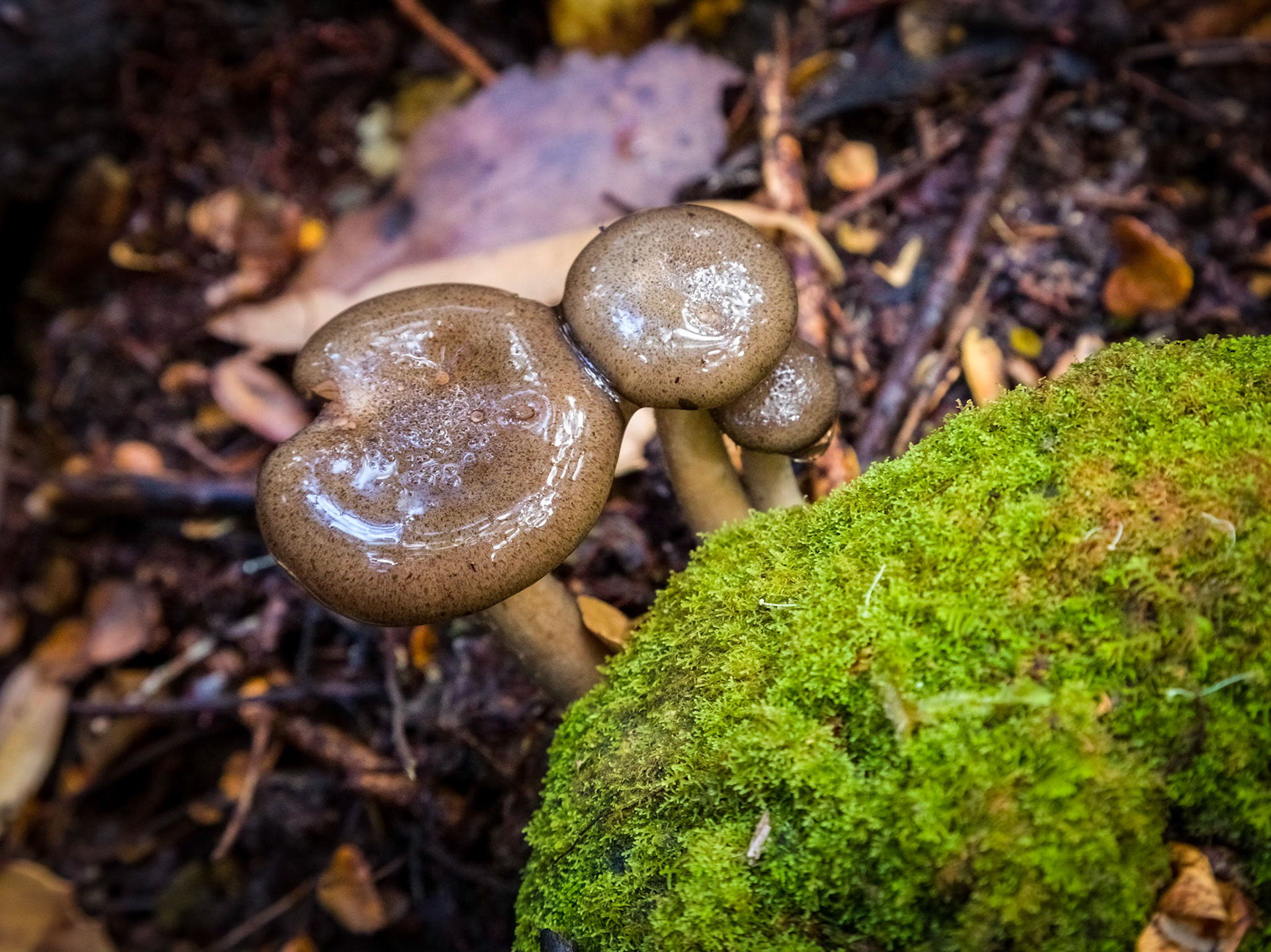 Fungus blooms amongst the decay of the forest floor