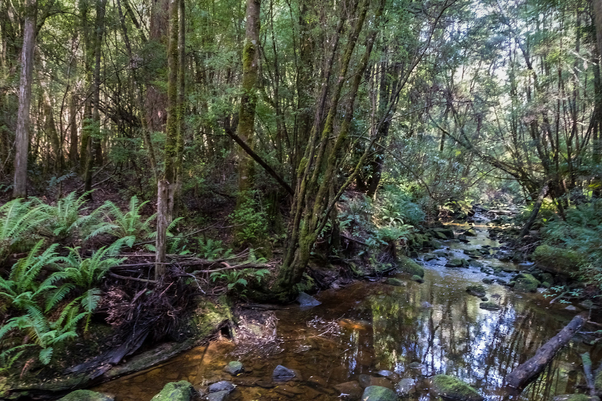 Creek alongside the trail to Duck Hole Lake
