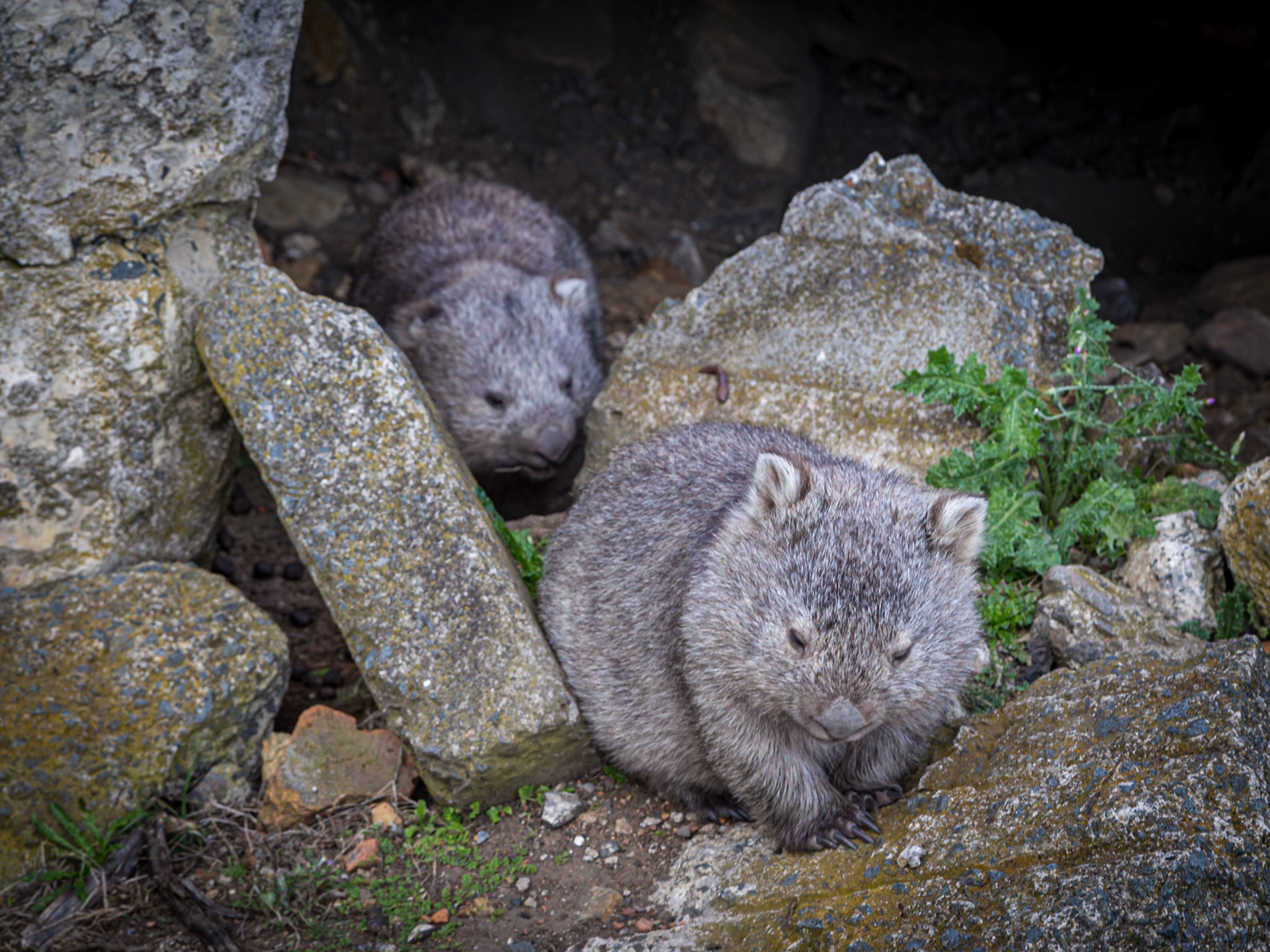 Wombats on Maria Island