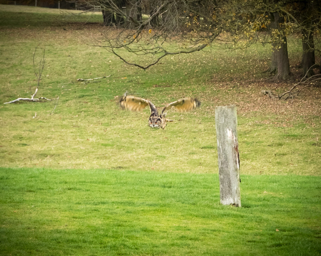 Eurasian Owl in the flying ground