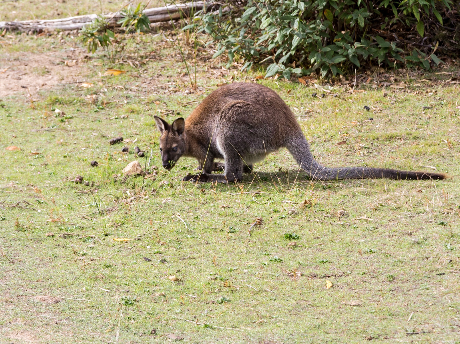 Bennets Kangaroo on Maria Island