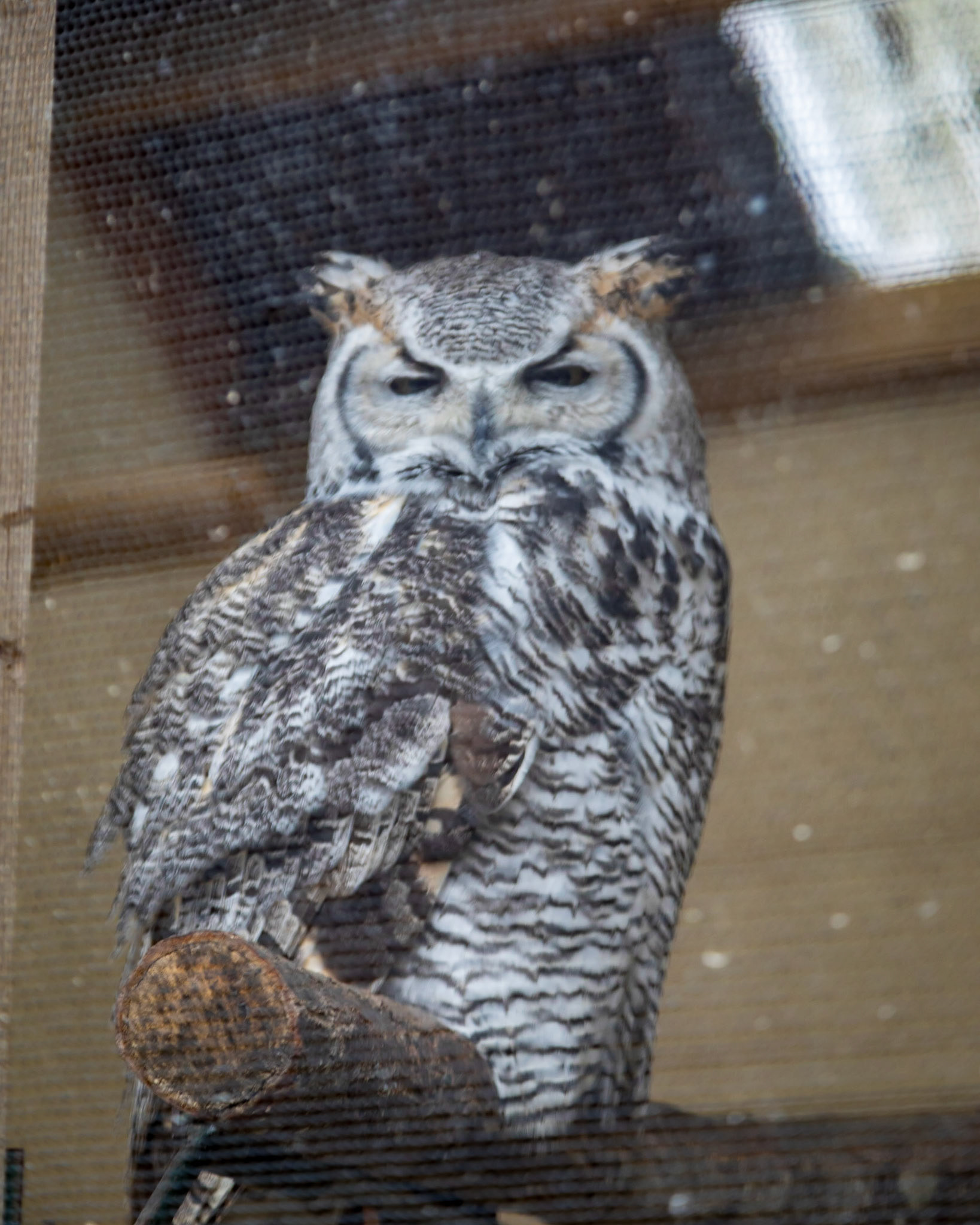 Great Horned Owl (Bubo virginianus)
