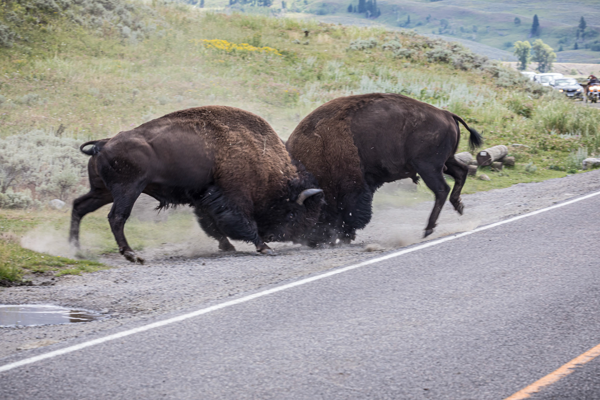 The fight is on, stopping traffic