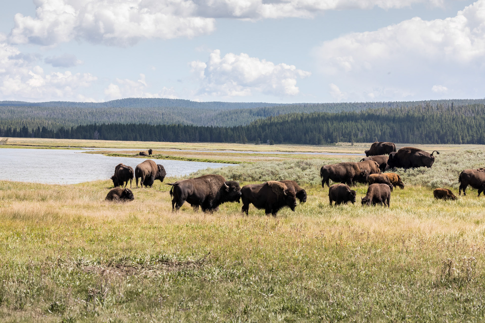 Bison herds in the Hayden Valley along the Yellowstone River