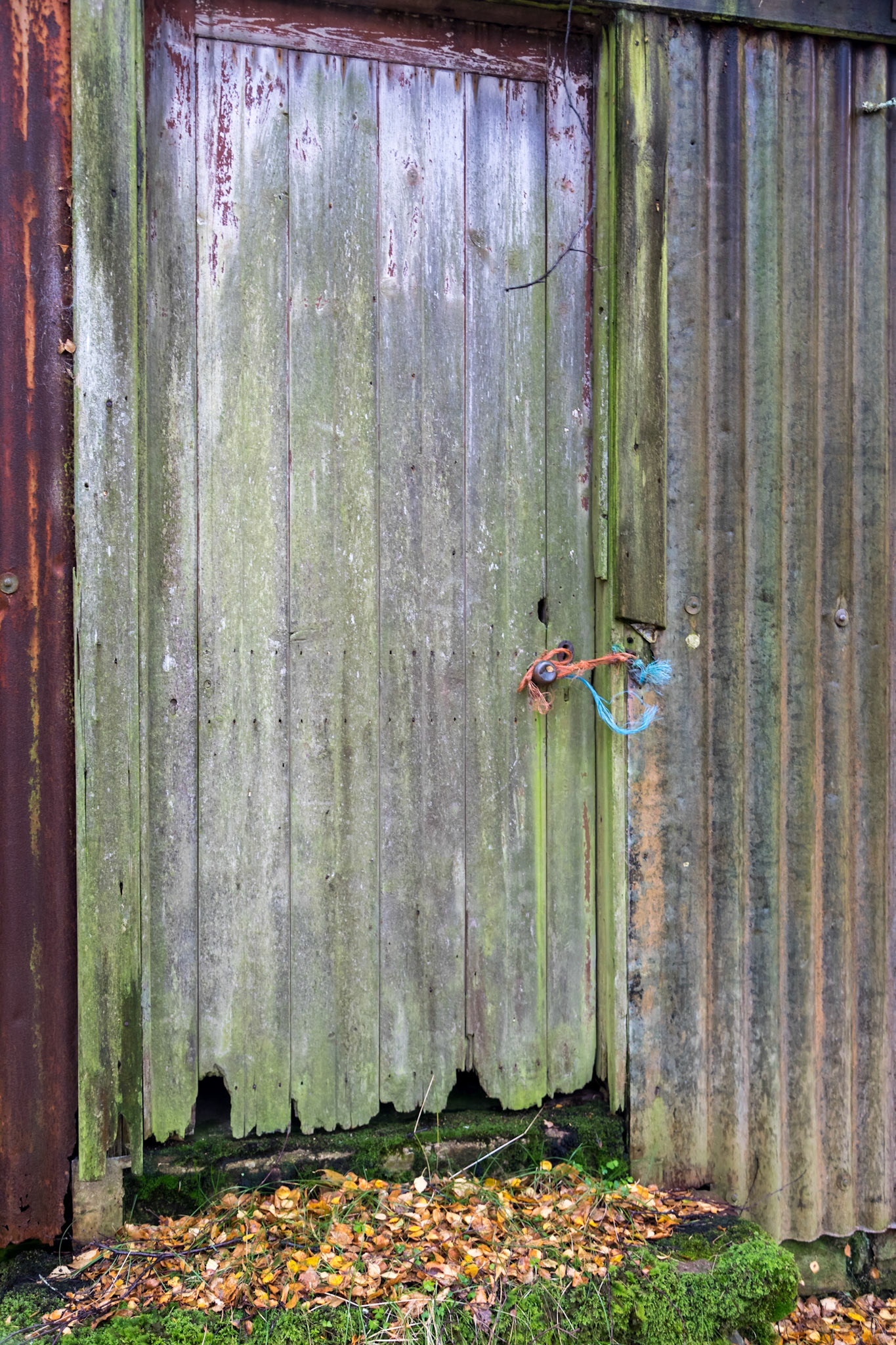 Derelict shed in a damp forest near the River Polly