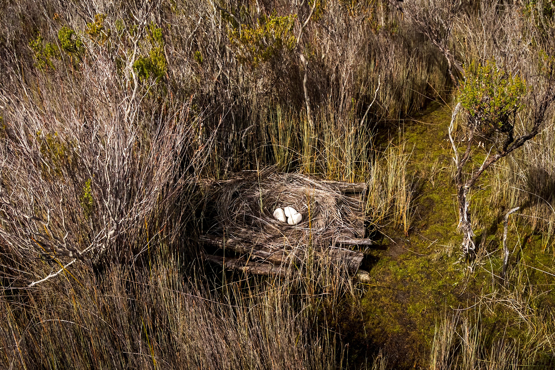 Needwannee Walk; representation of swan's nest