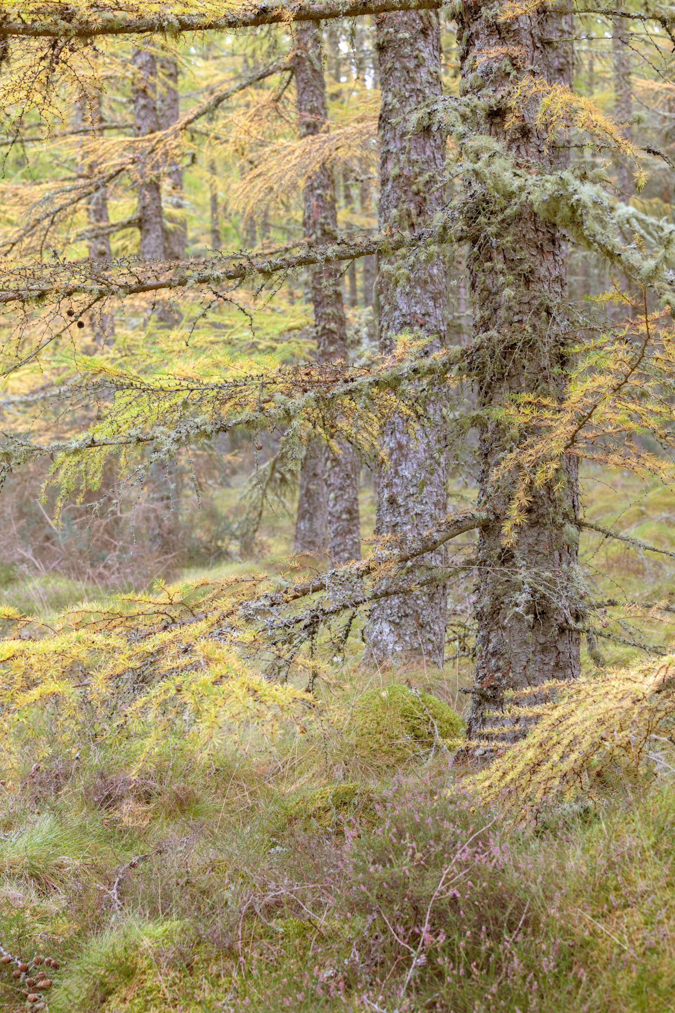 In the forest on Eathie Hill, on the way to Cromarty. Highlands.