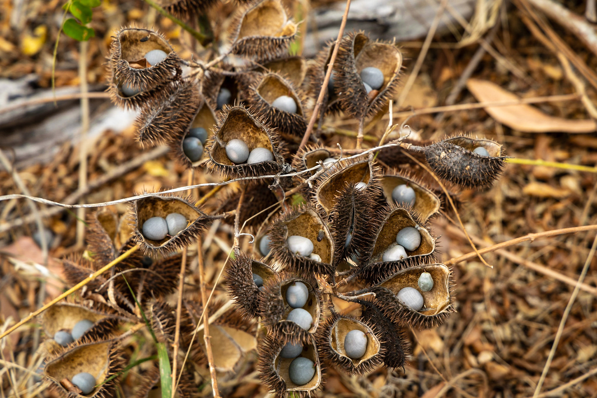 Stewart Point, Coastal Drive
