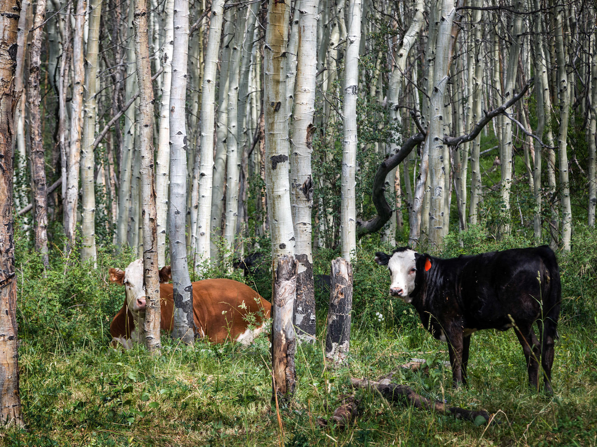 Grazing cattle, around the Mason Draw Campground, on FR4821 deviation off the La Sal Loop Road.