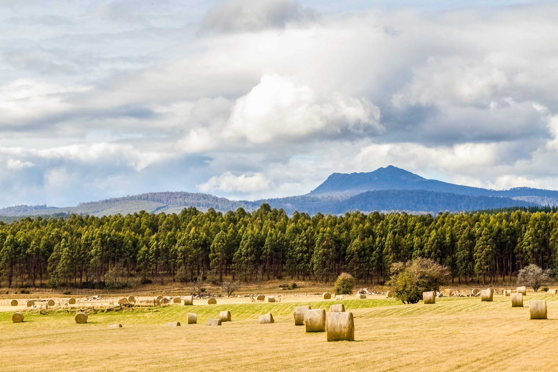 View to Ben Lomond National Park, from Blessington Road (C401)