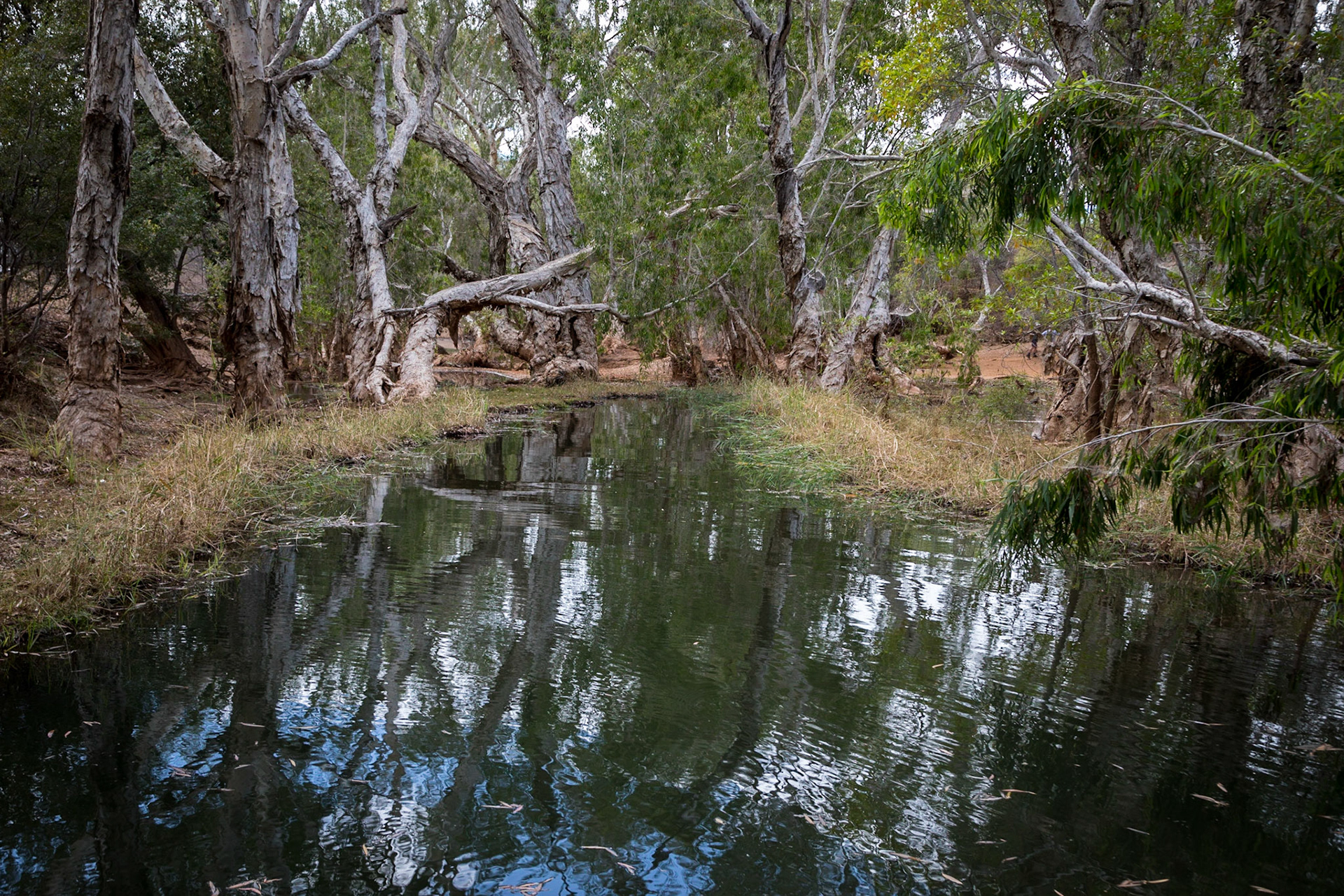 Cobbold Gorge opens out into this little oasis