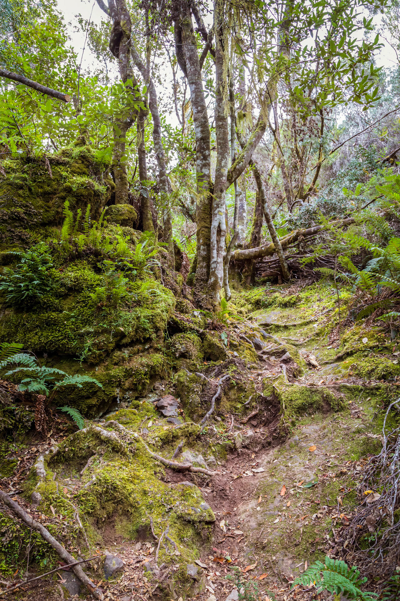 Leven Canyon Floor trail