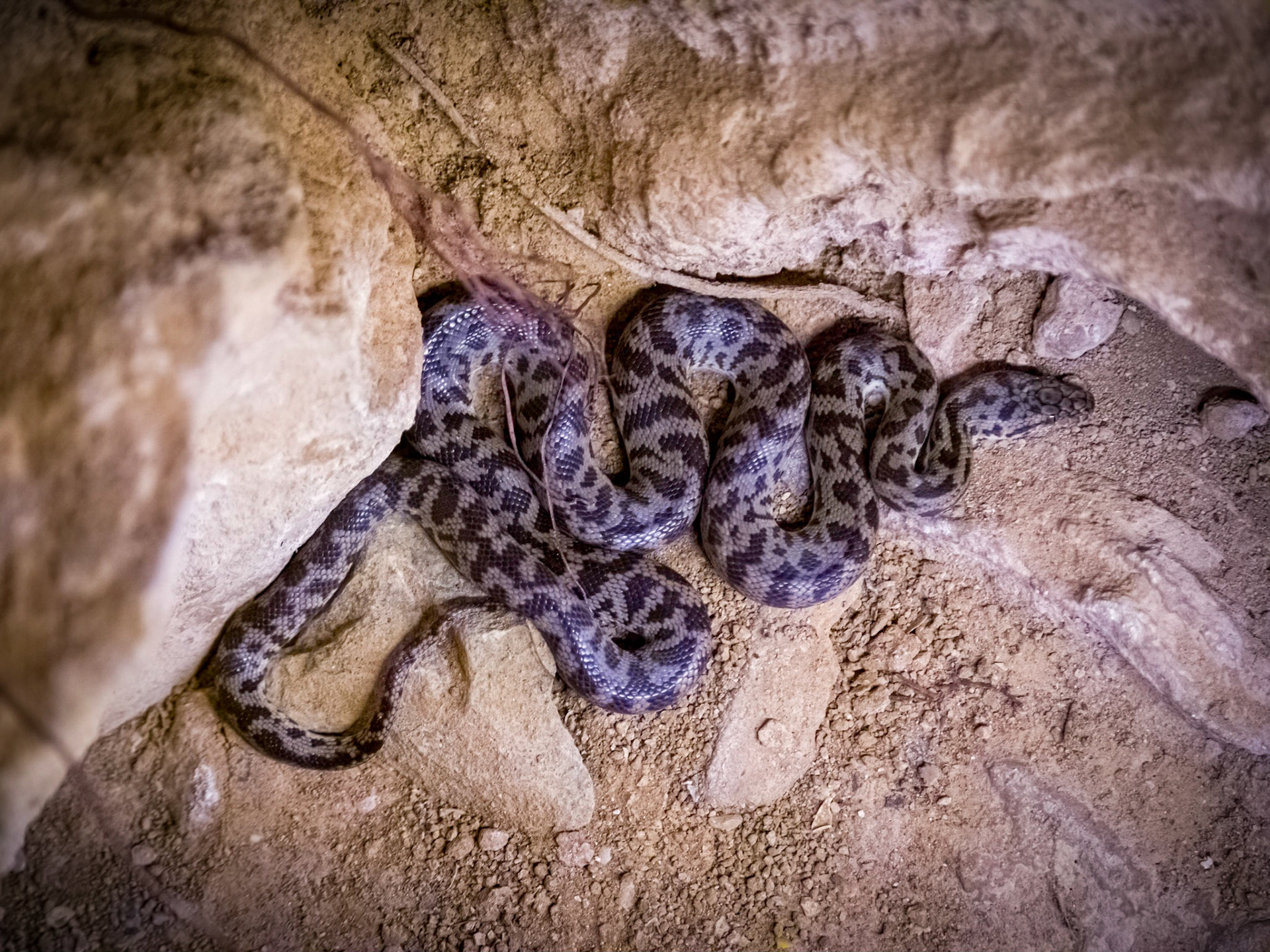 Childrens Python in Trezkinn Cave