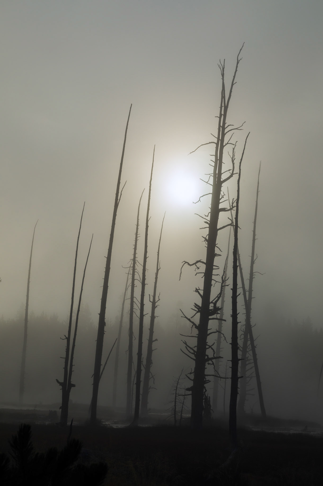 Artist Paint Pot Trail, Yellowstone National Park, Wyoming.