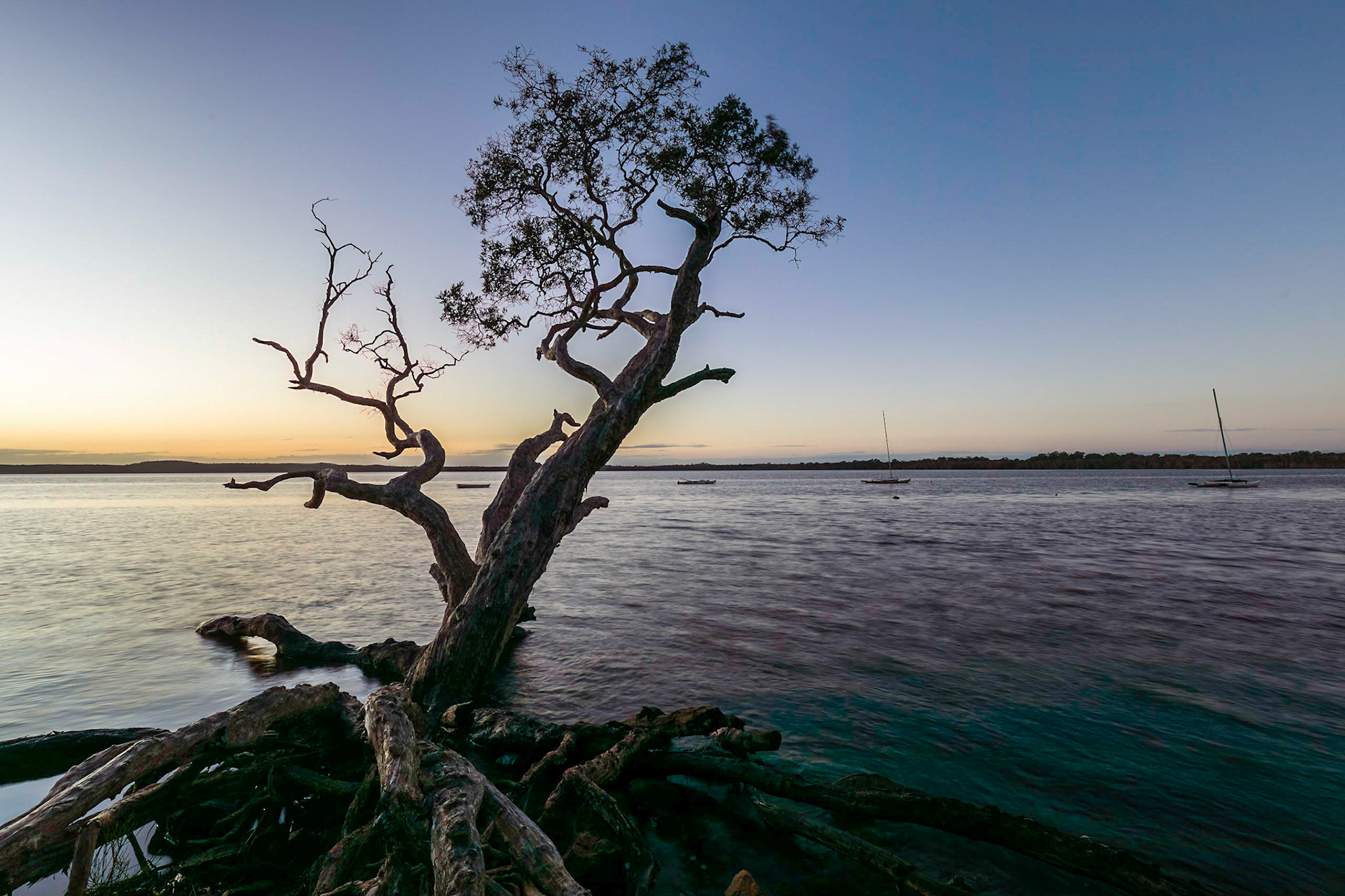 Sunrise photo shoot at Weyba Tree, Noosa