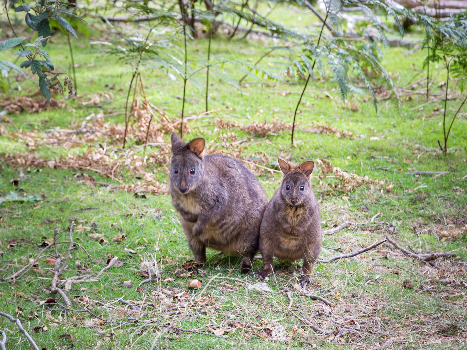 Tasmanian pademelons; mother with young one. Maria Island