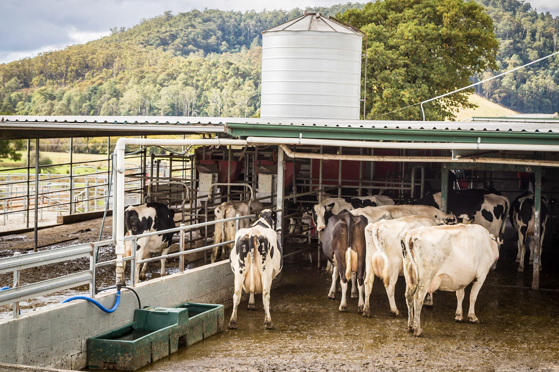 Cows ready for milking at Pyrengana Dairy Company