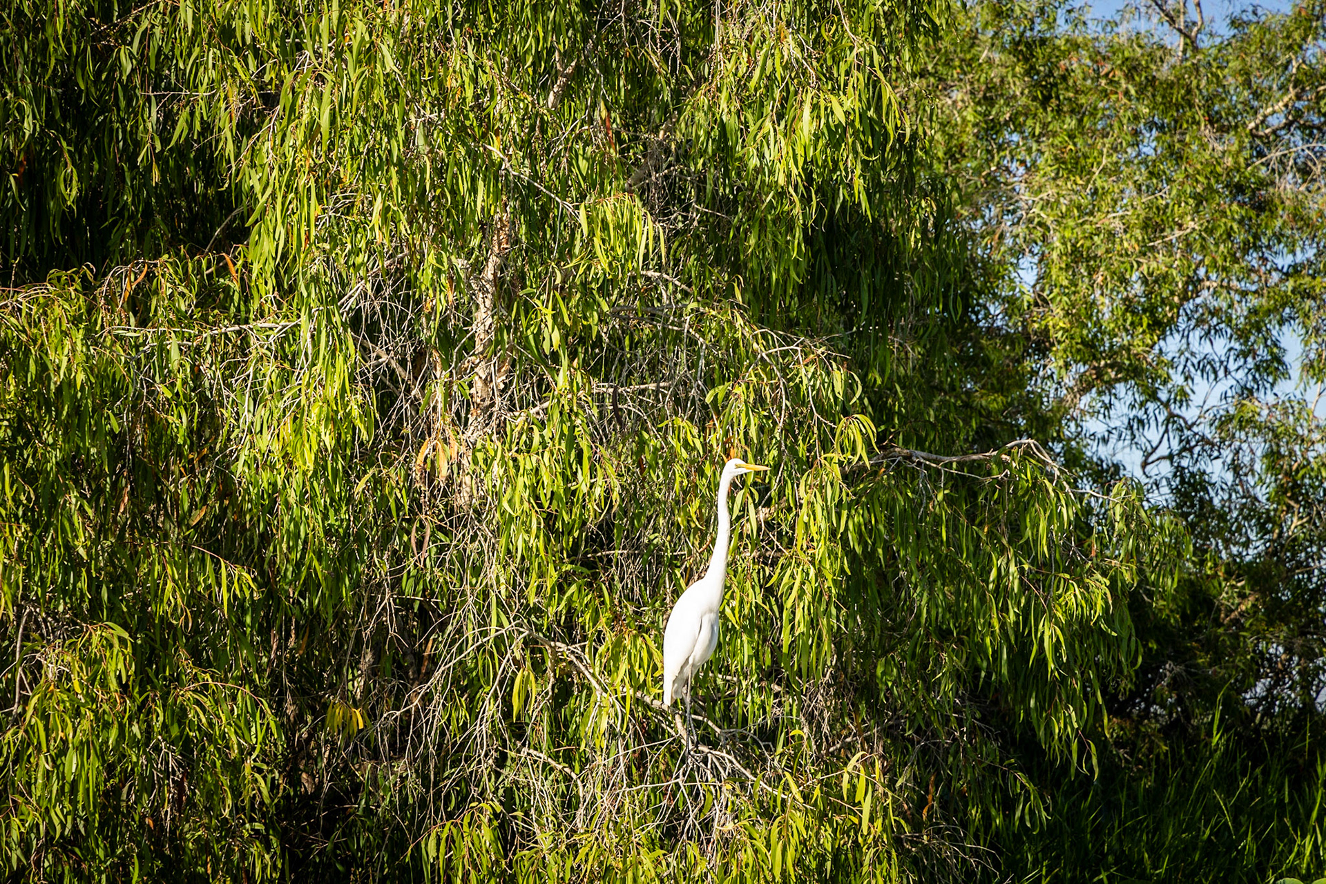 Egret, Corroborrie Billabong, Mary River
