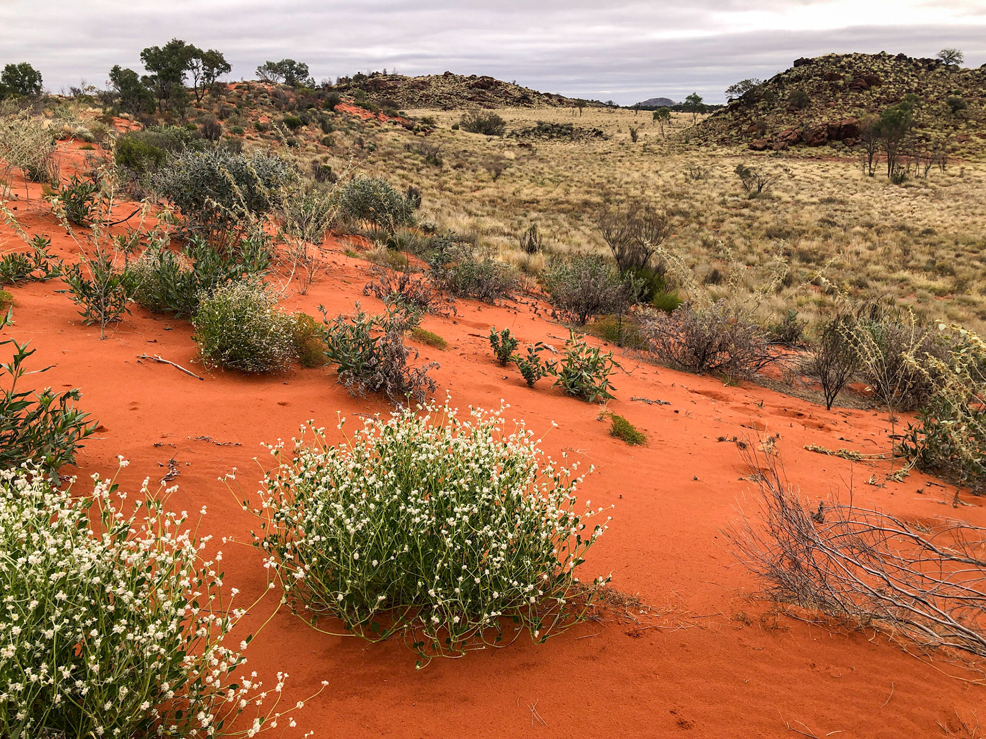 Sand dune and swale at campsite