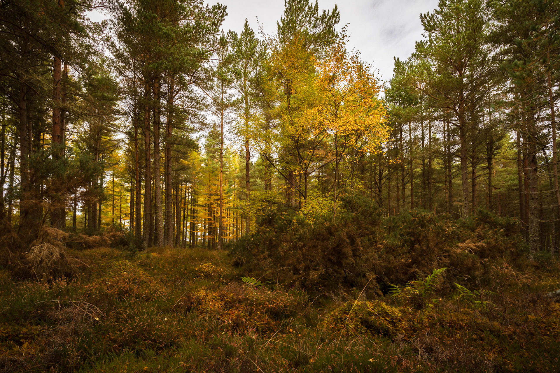 In the forest on Eathie Hill, on the way to Cromarty. Highlands.
