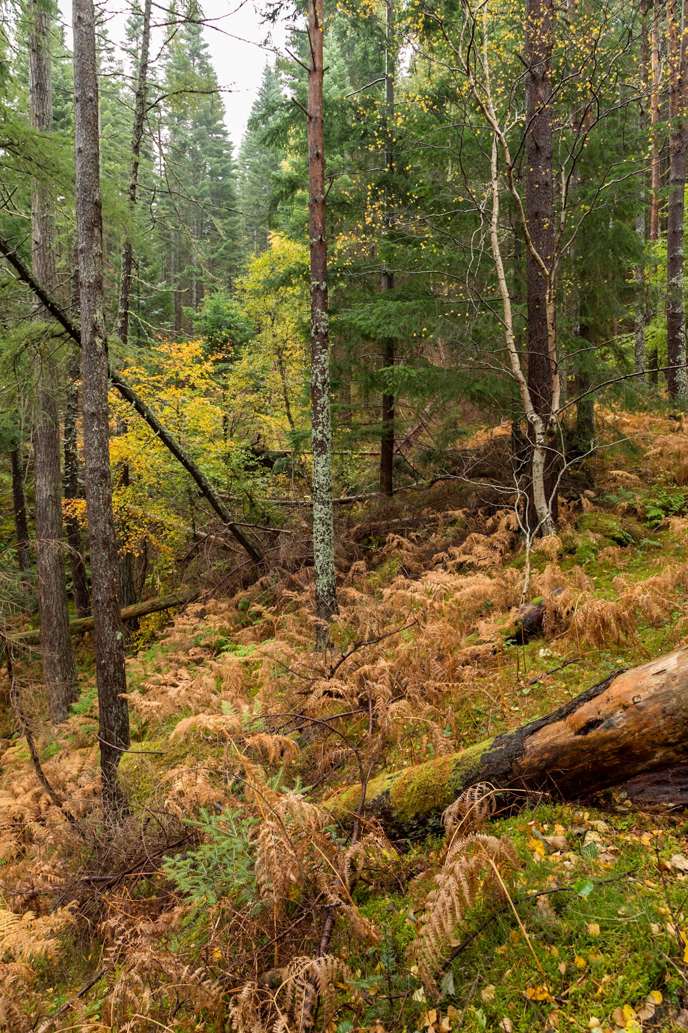 In the Lael Forest Garden