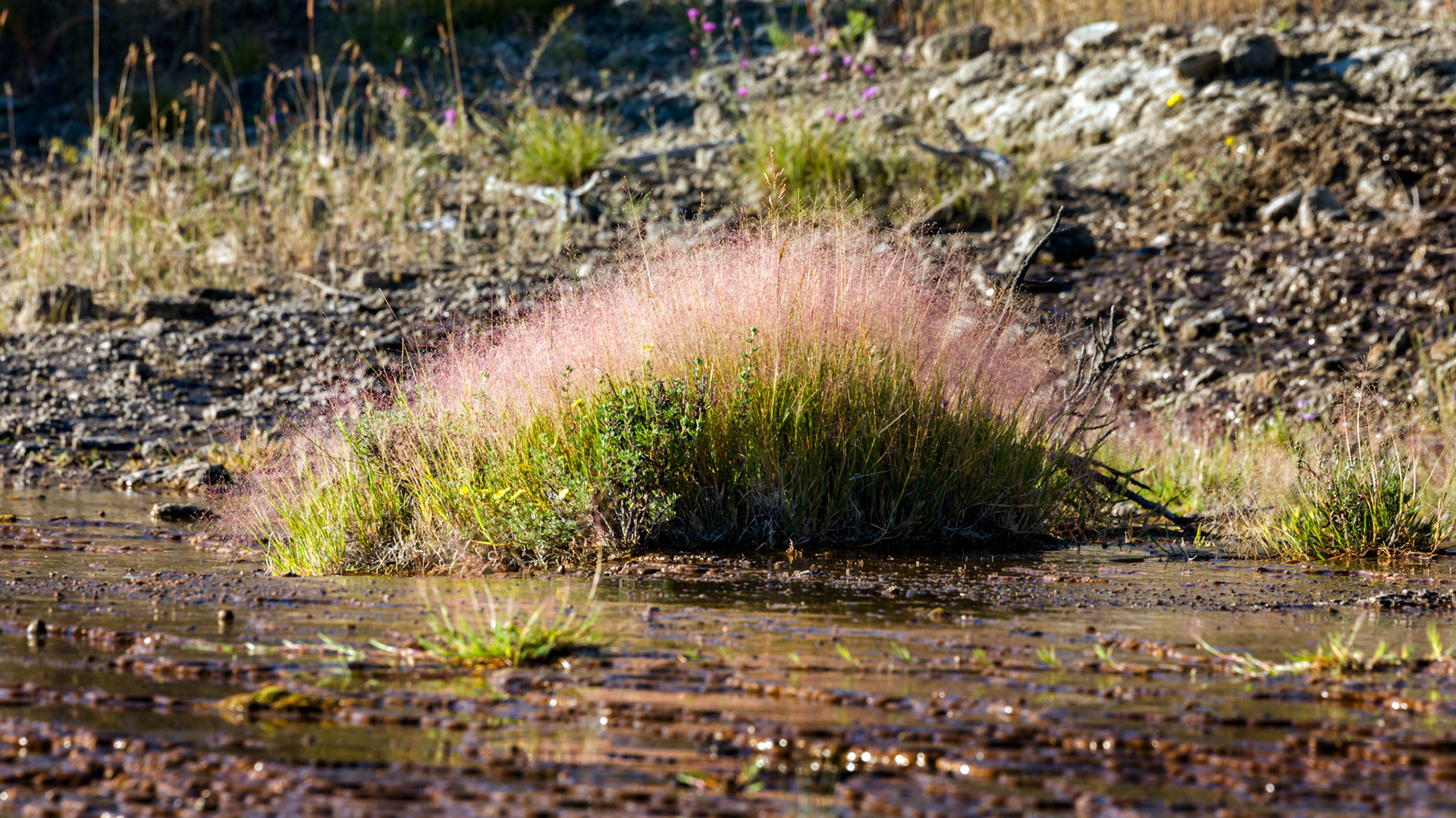 Upper Terraces, Mammoth Hot Springs. Yellowstone National Park, Wyoming.
