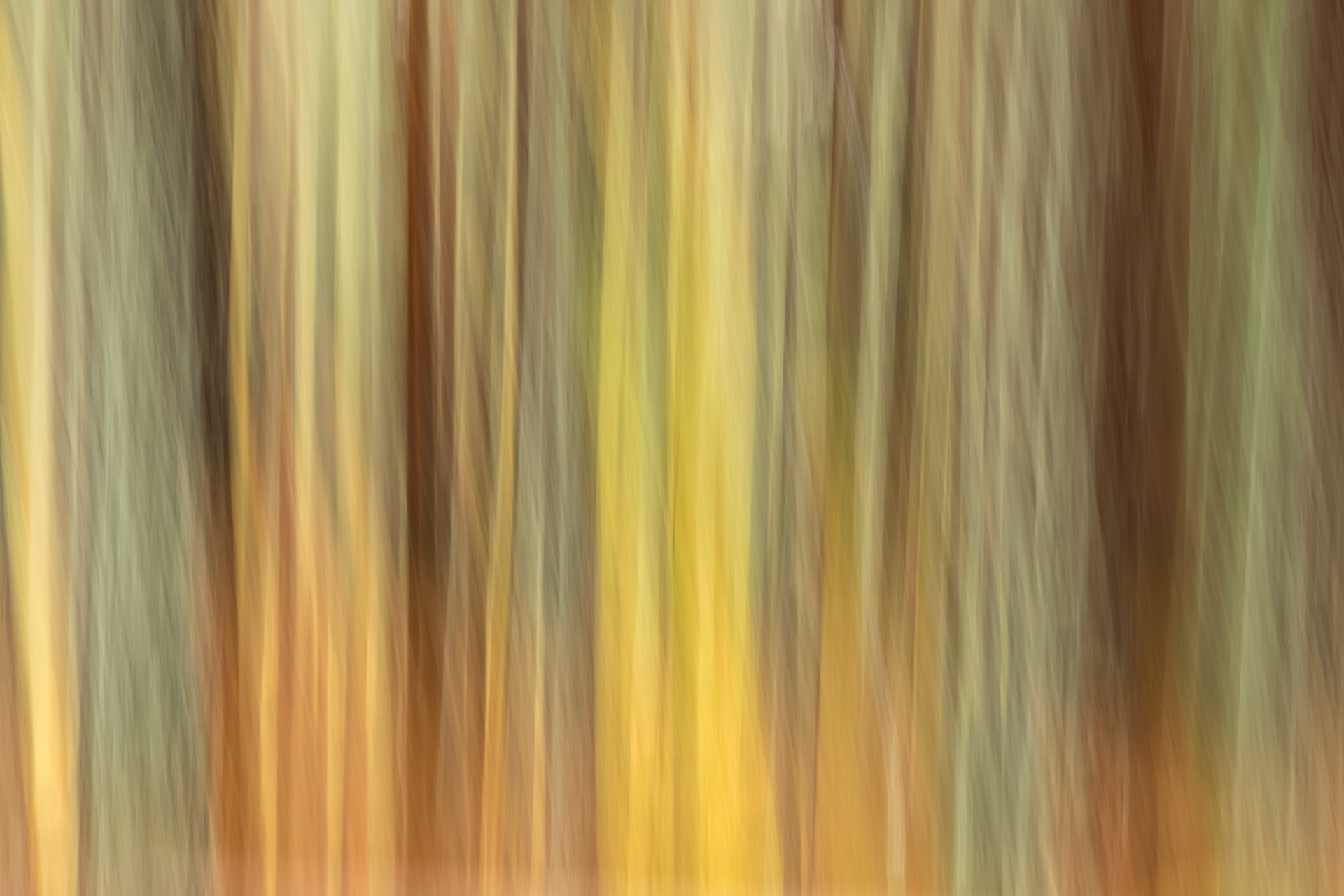 Lael Forest Colour, Intentional camera movement