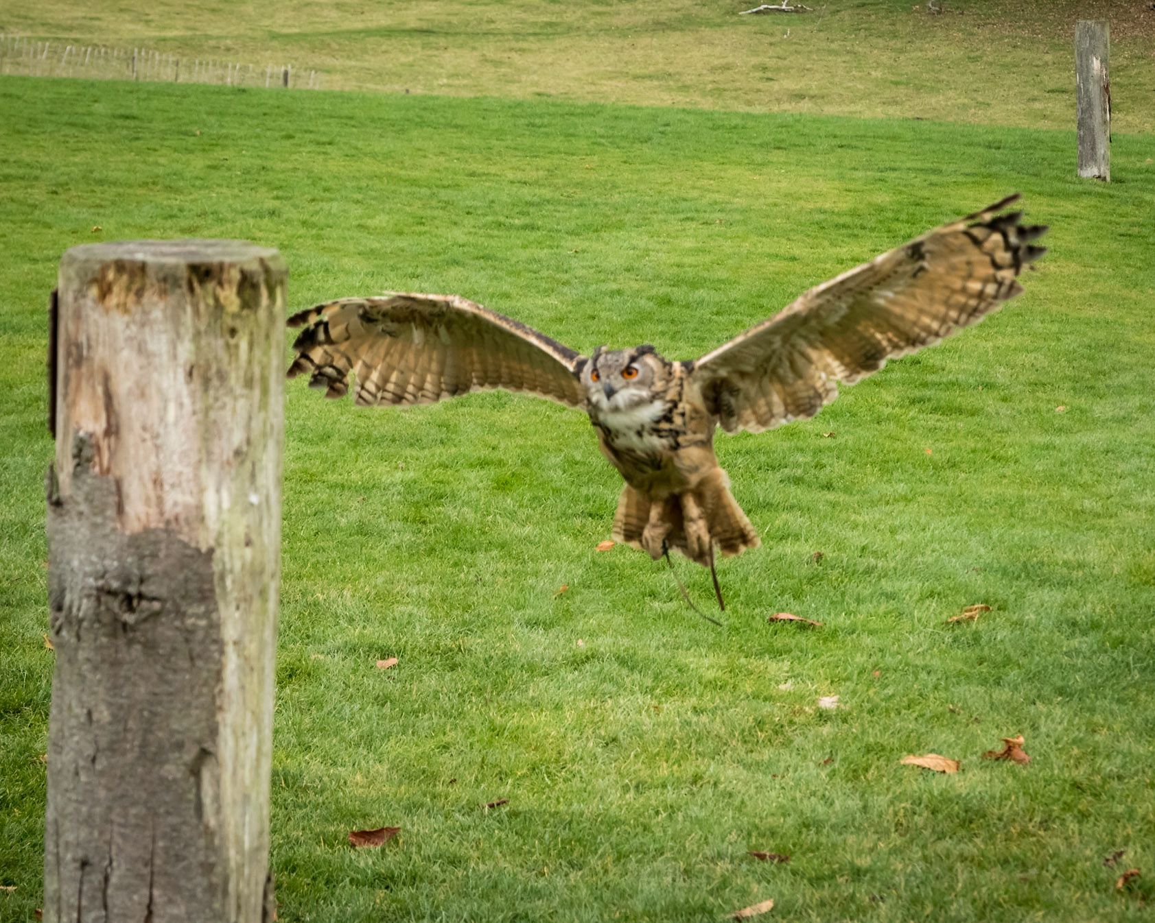 Eurasian Owl in the flying ground