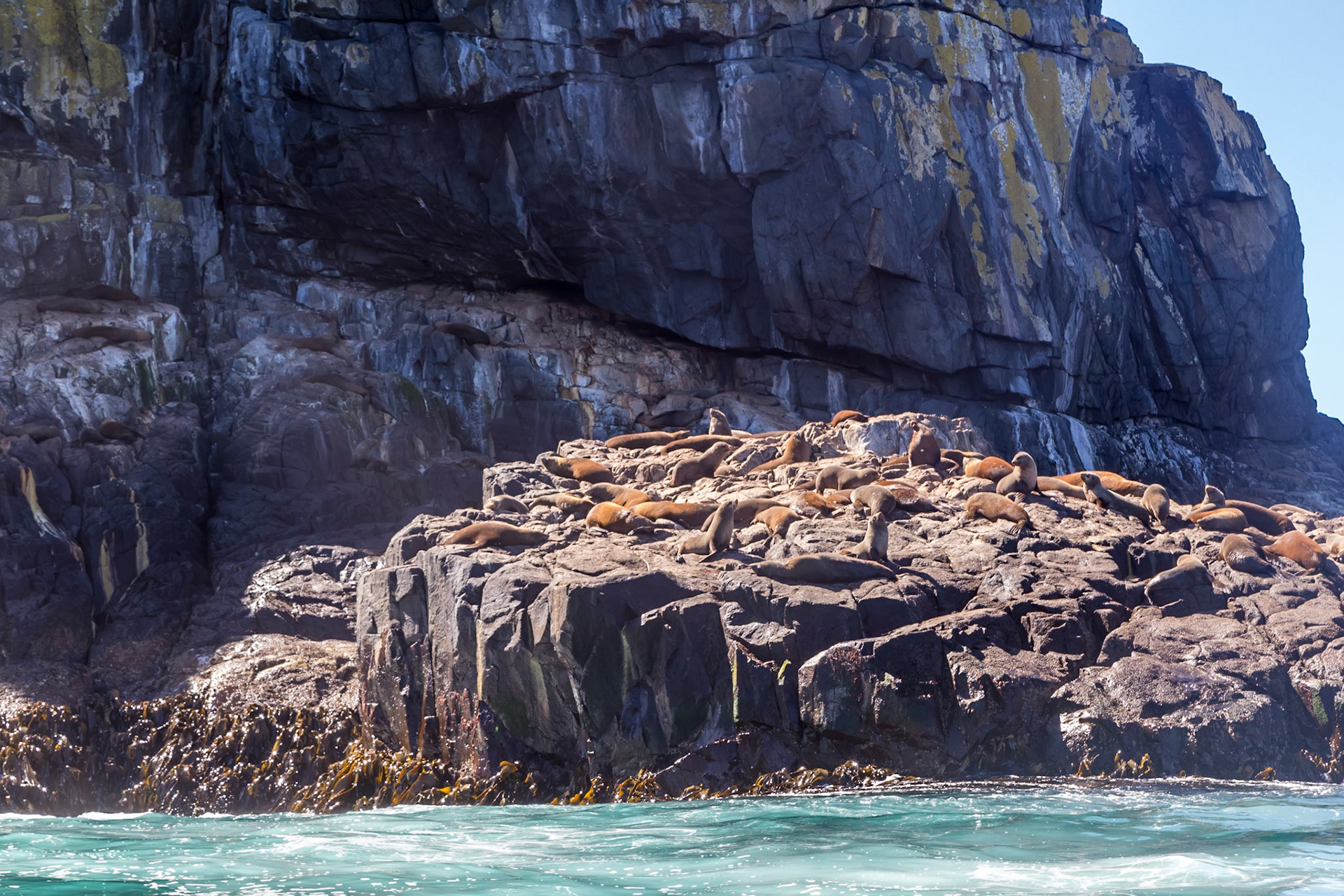 Australian Fur Seals