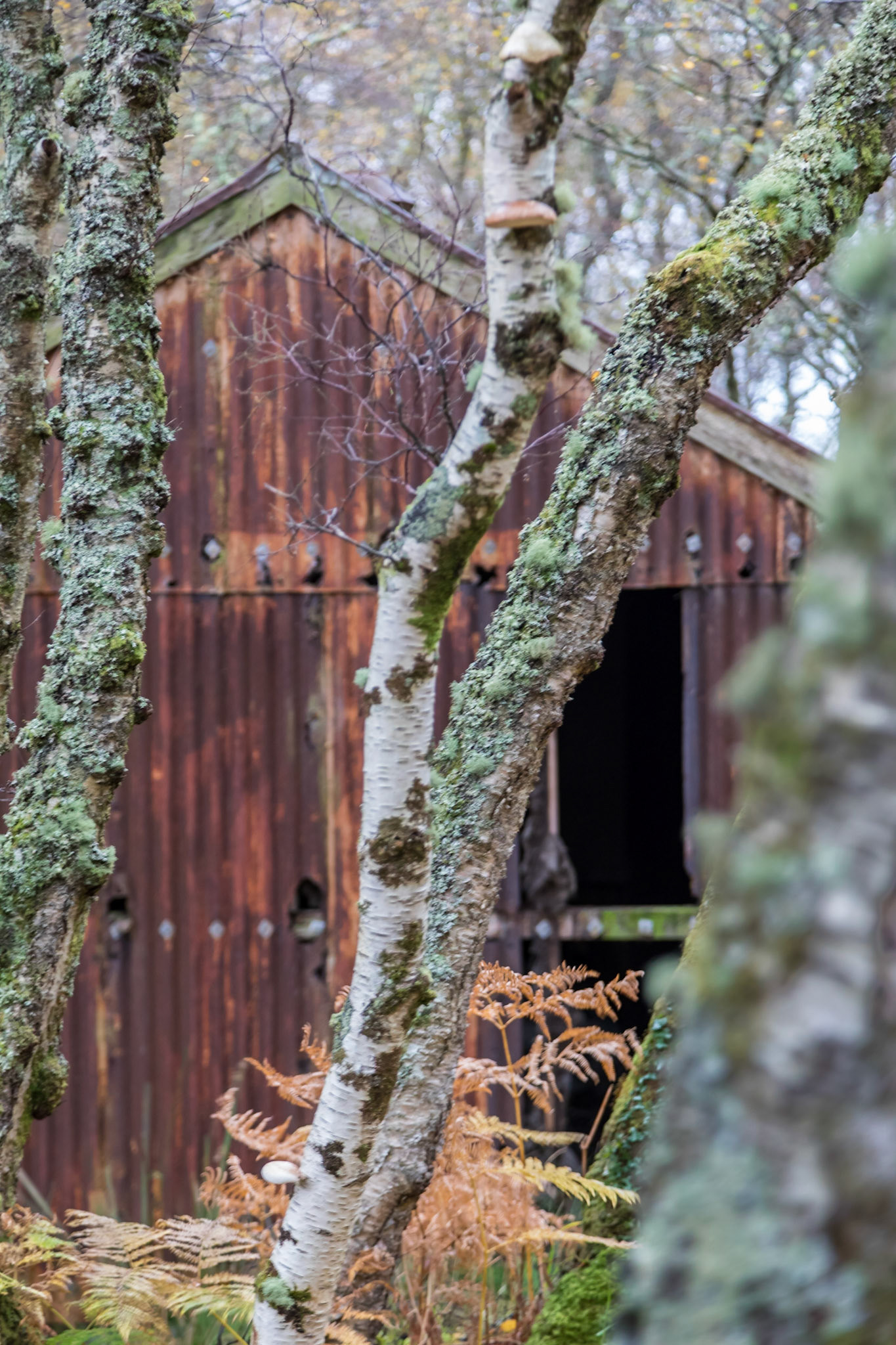 Derelict shed in a damp forest near the River Polly