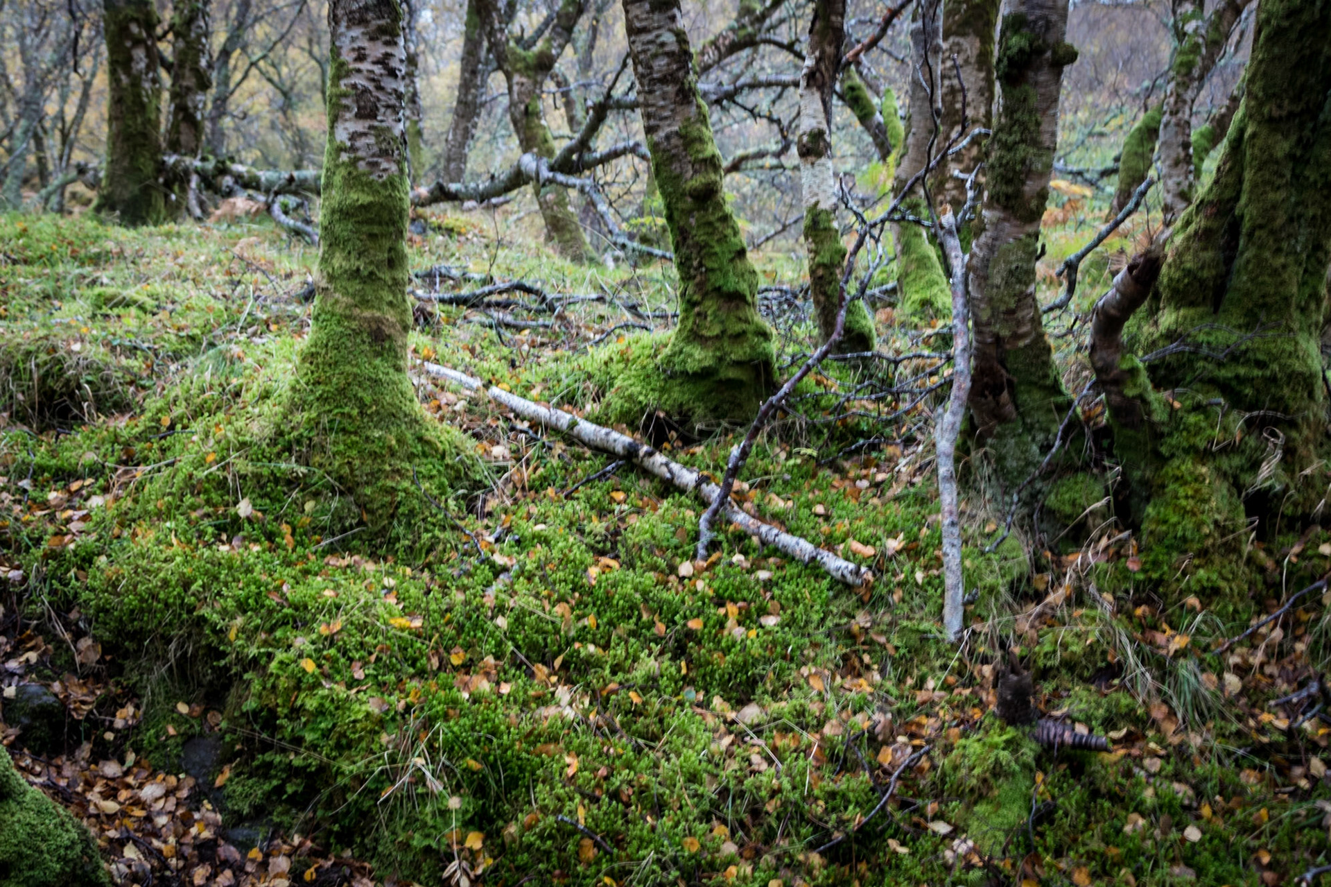 In a damp forest near the River Polly