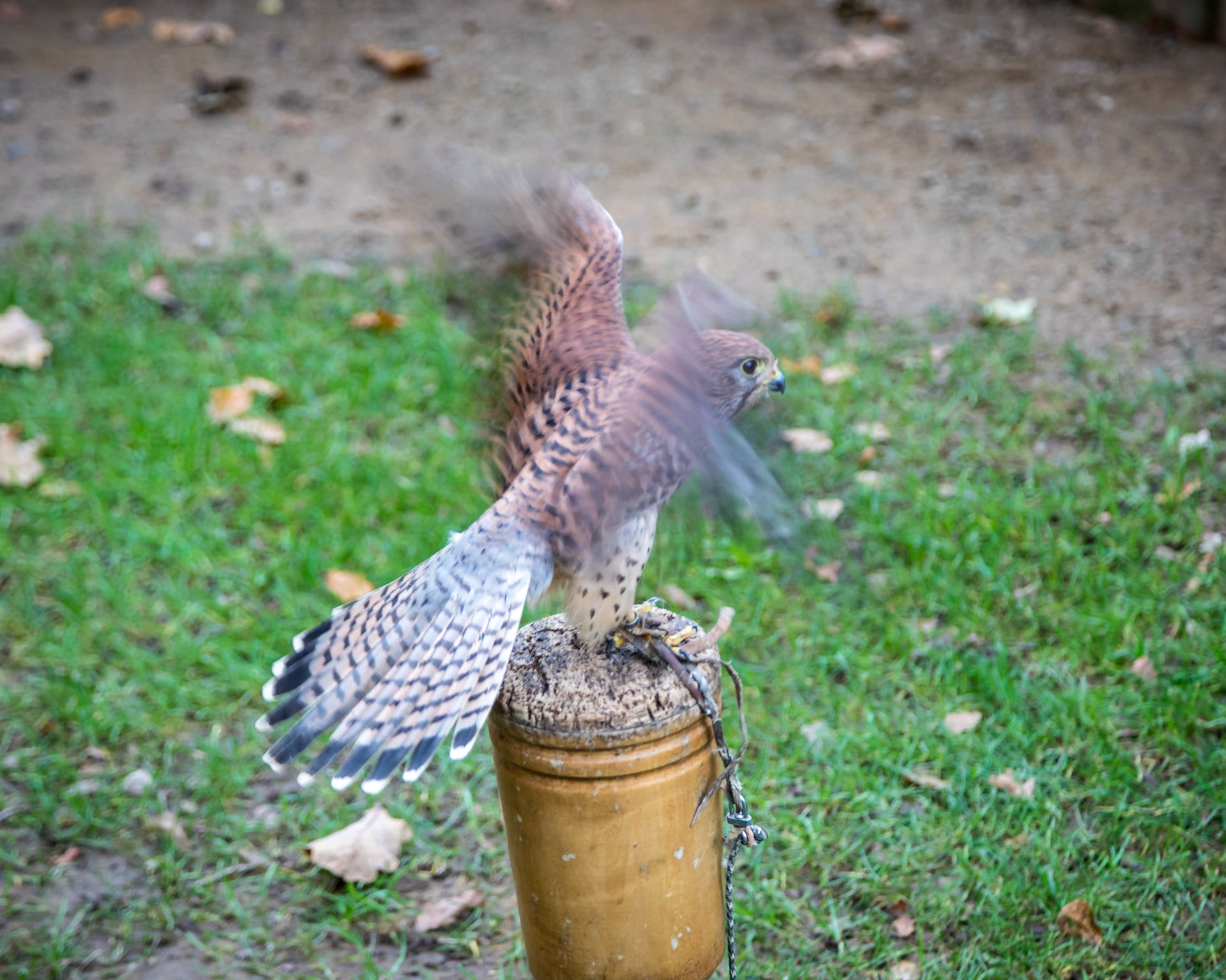 Along the Hawk Walk. They are trained birds, flown  free daily for around 8 months of the year.