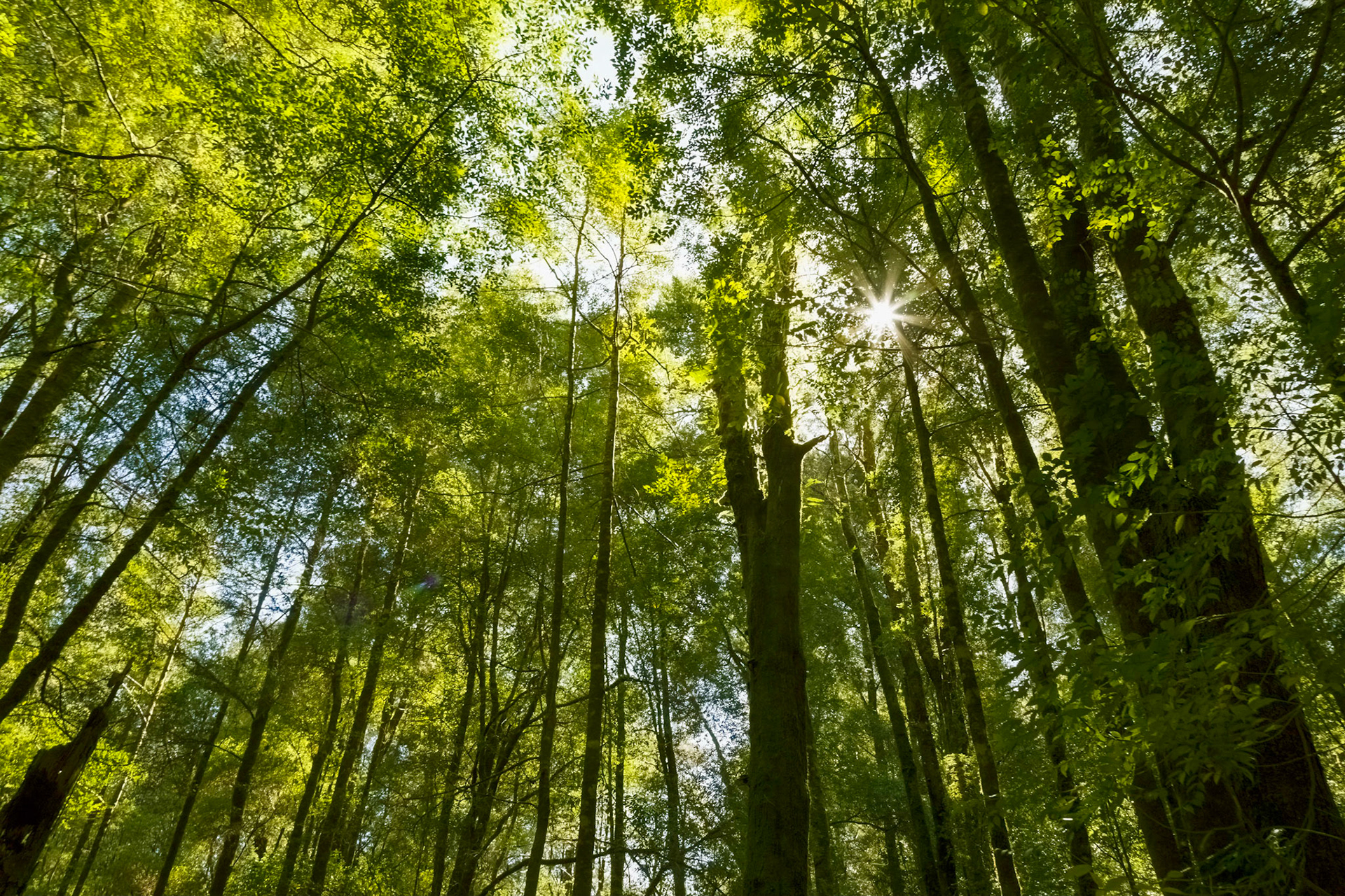 Near the confluence of the King and Queen rivers, Mount Jukes Road